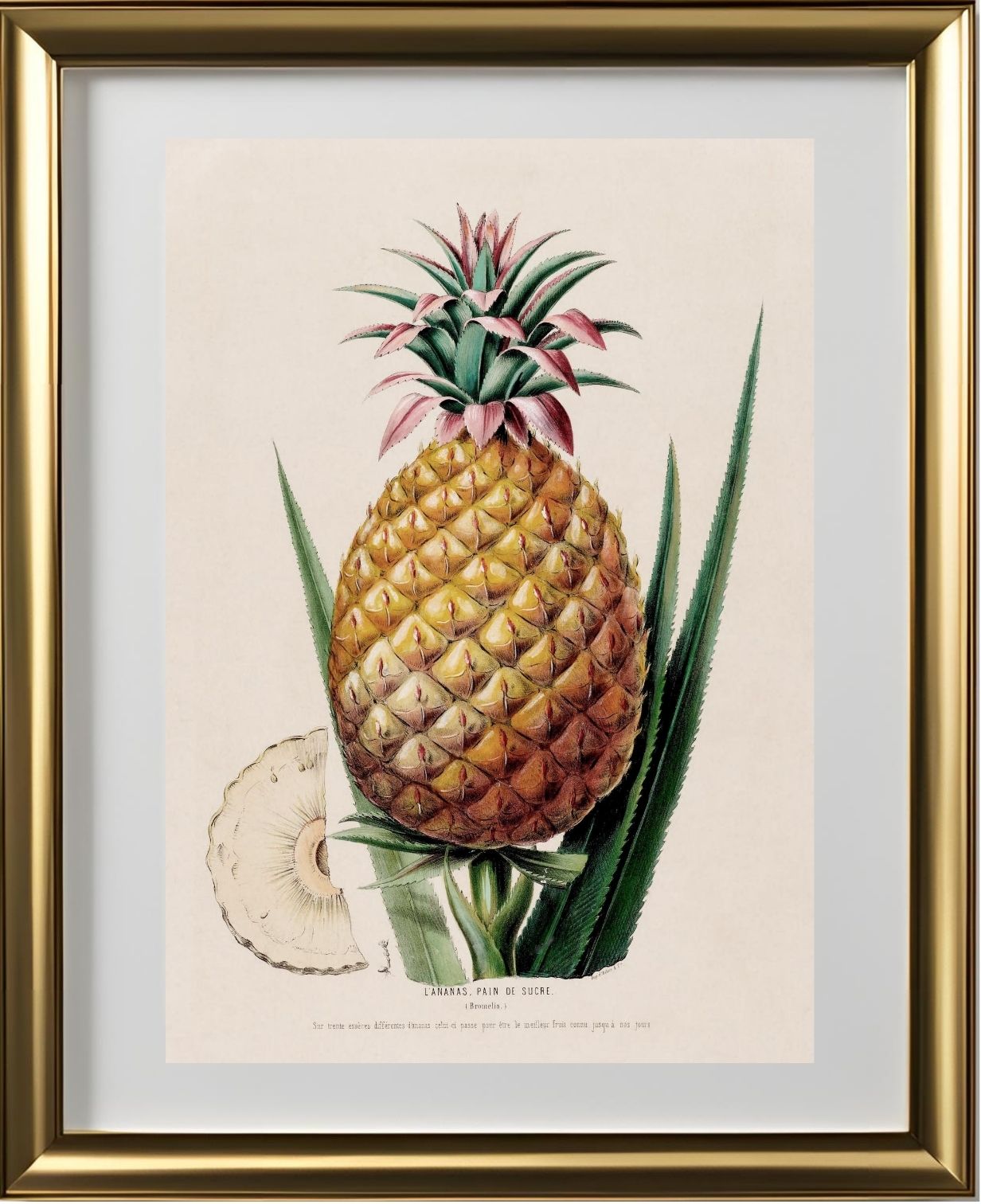 L'Ananas, Pain de Sucre (Bromelia)