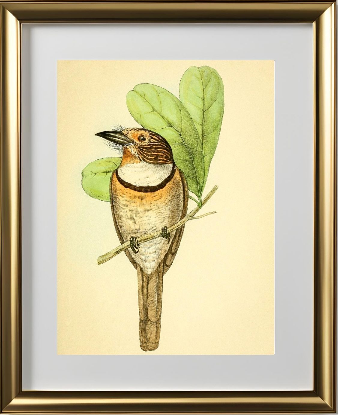 Striped Puff Bird