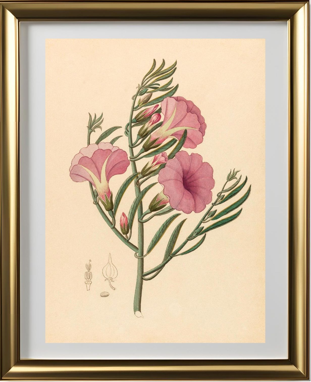 Convolvulus (Ipomoea Oenotheroides)