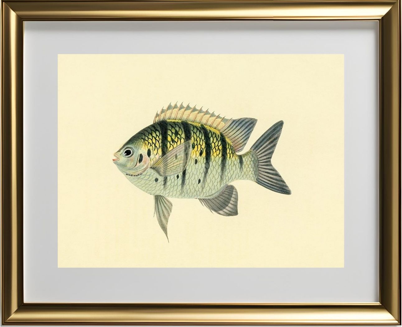 Chaetodon Tyrwhitti