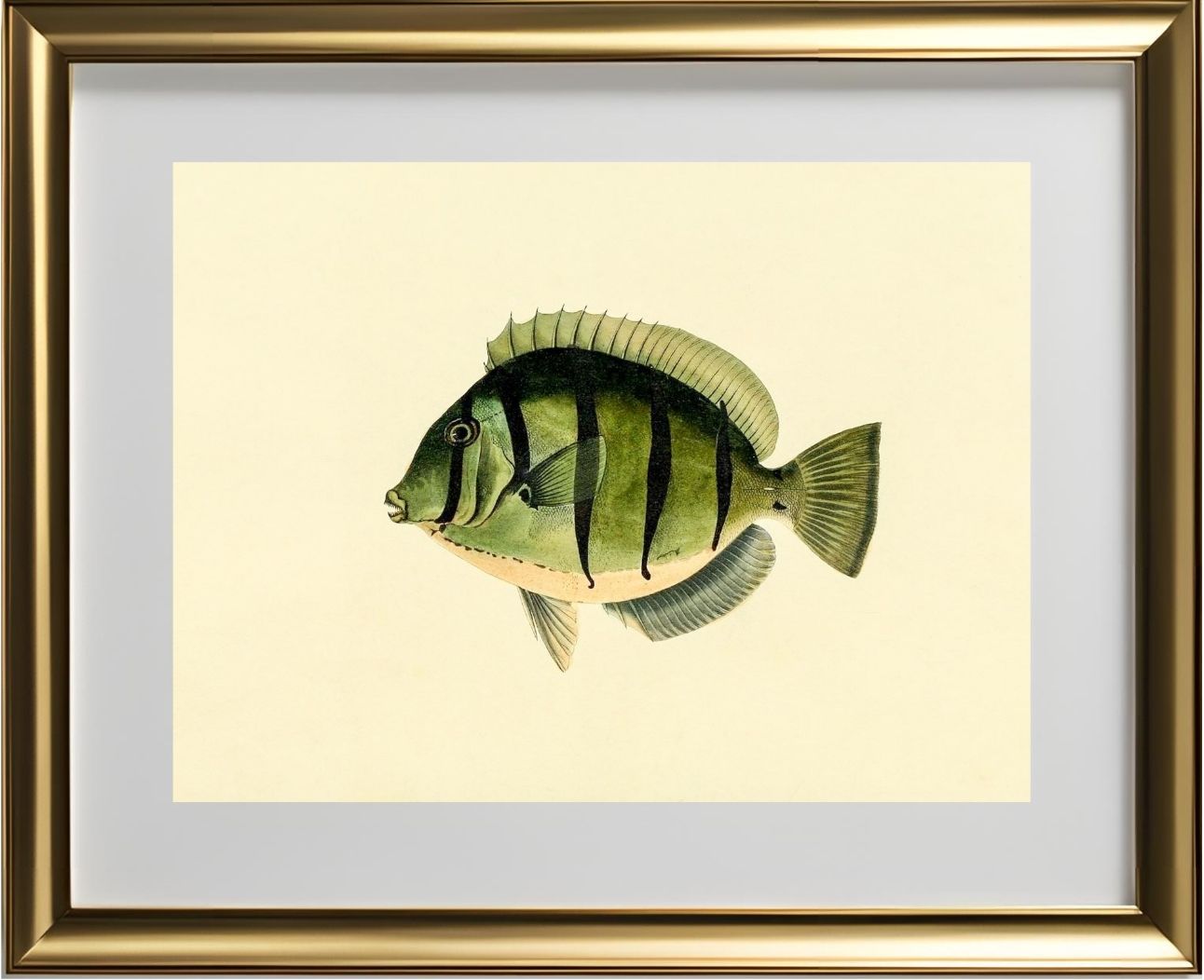 Acanthurus Hirudo