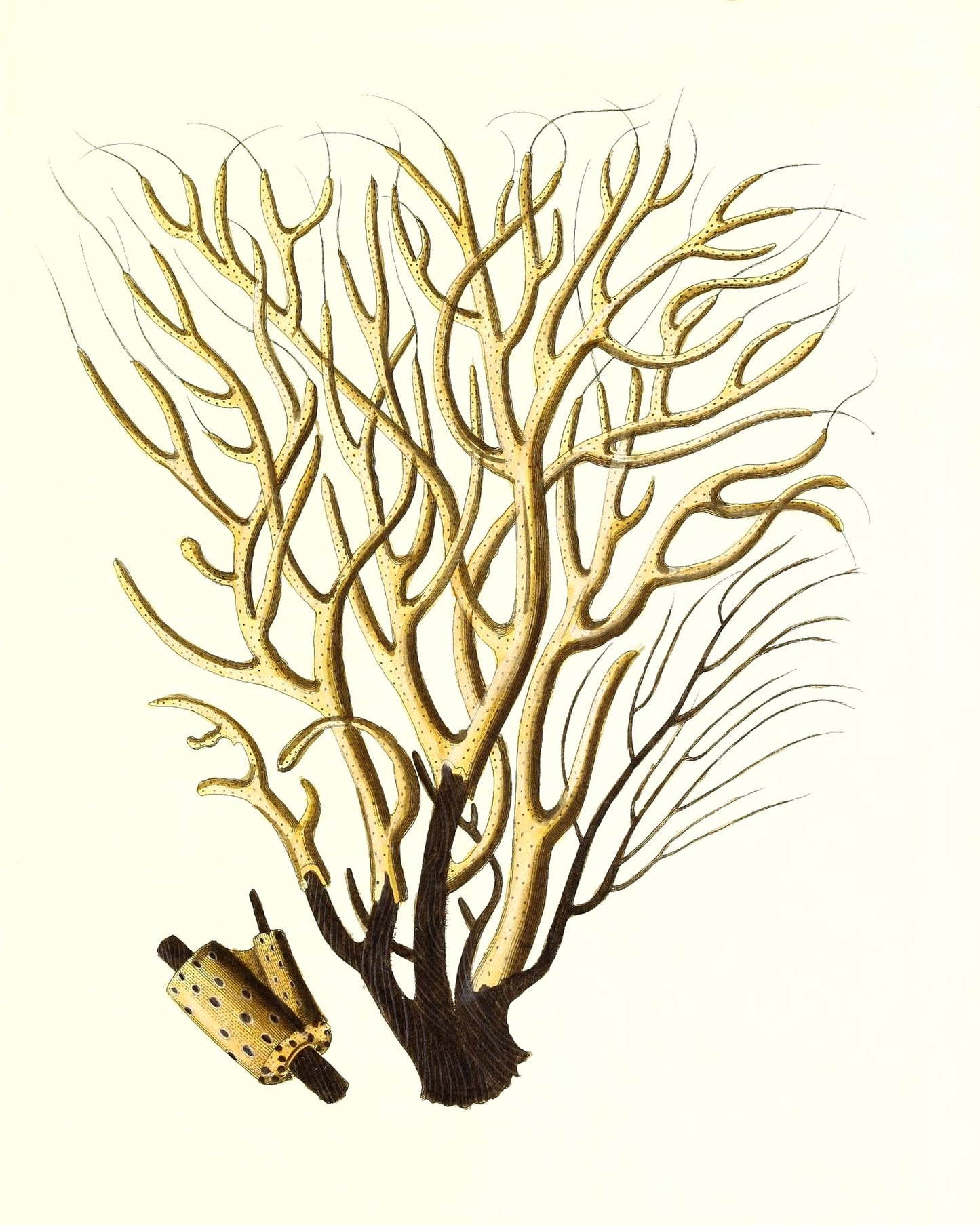 Gorgonia antipathes