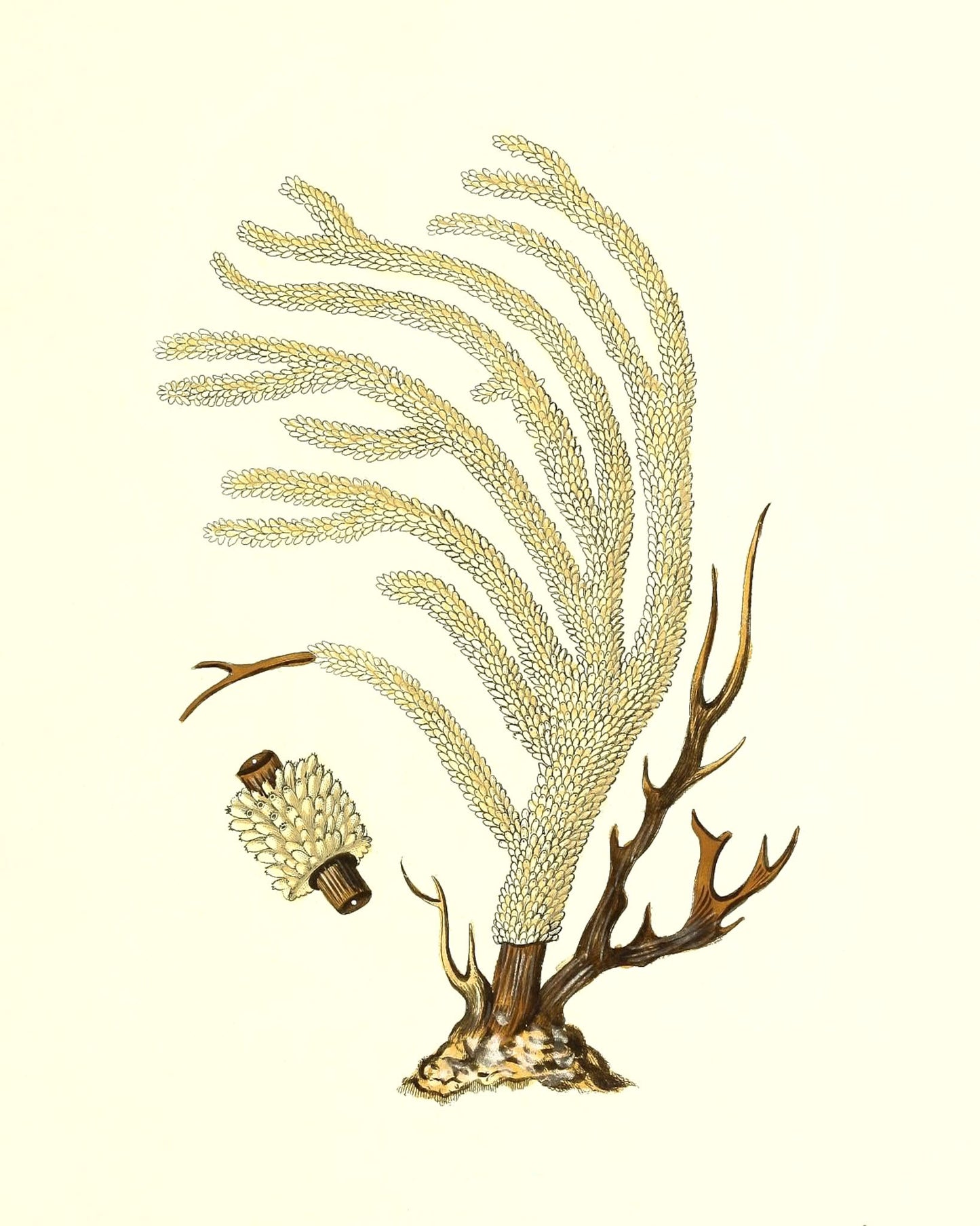 Gorgonia muricata
