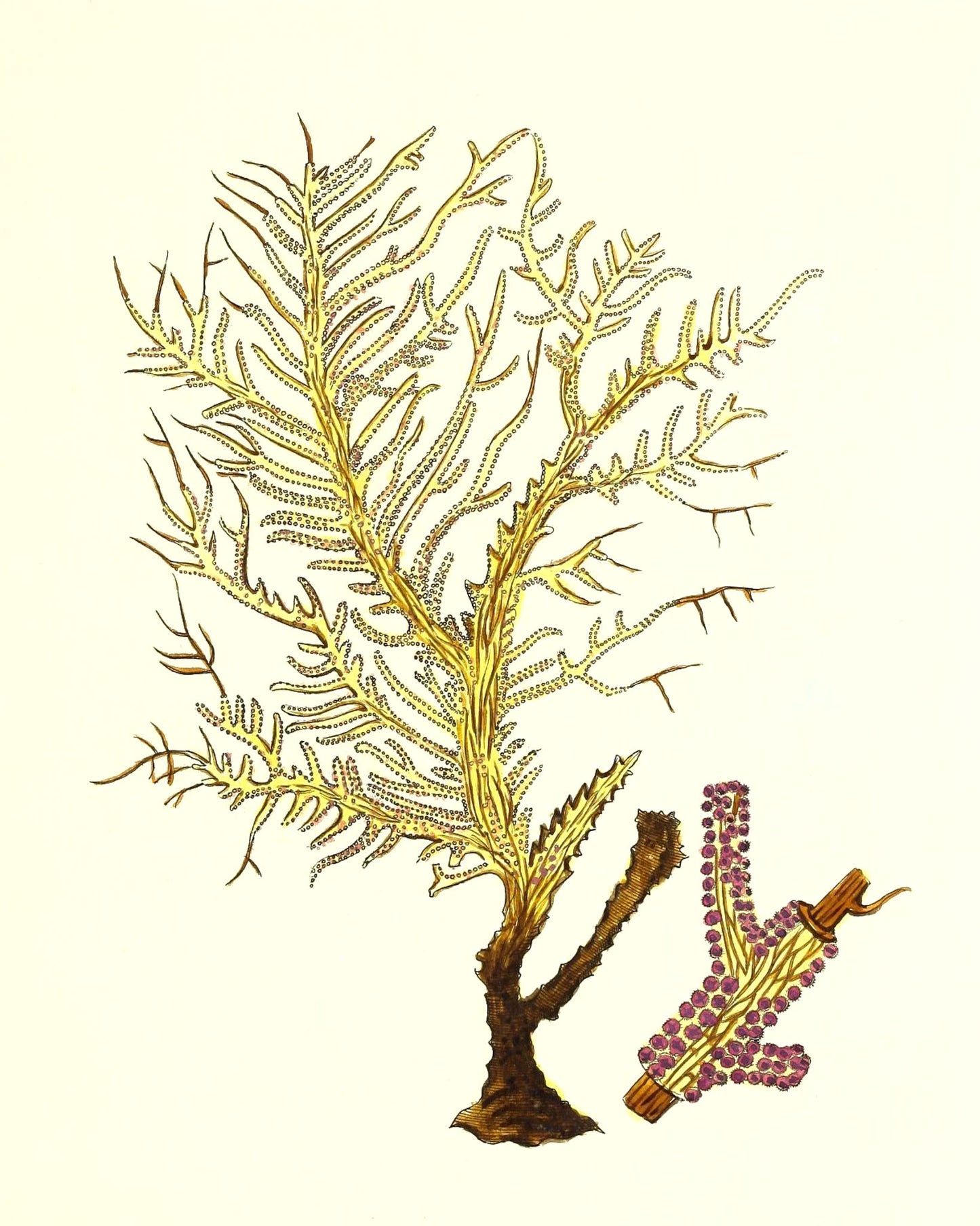Gorgonia petechizans
