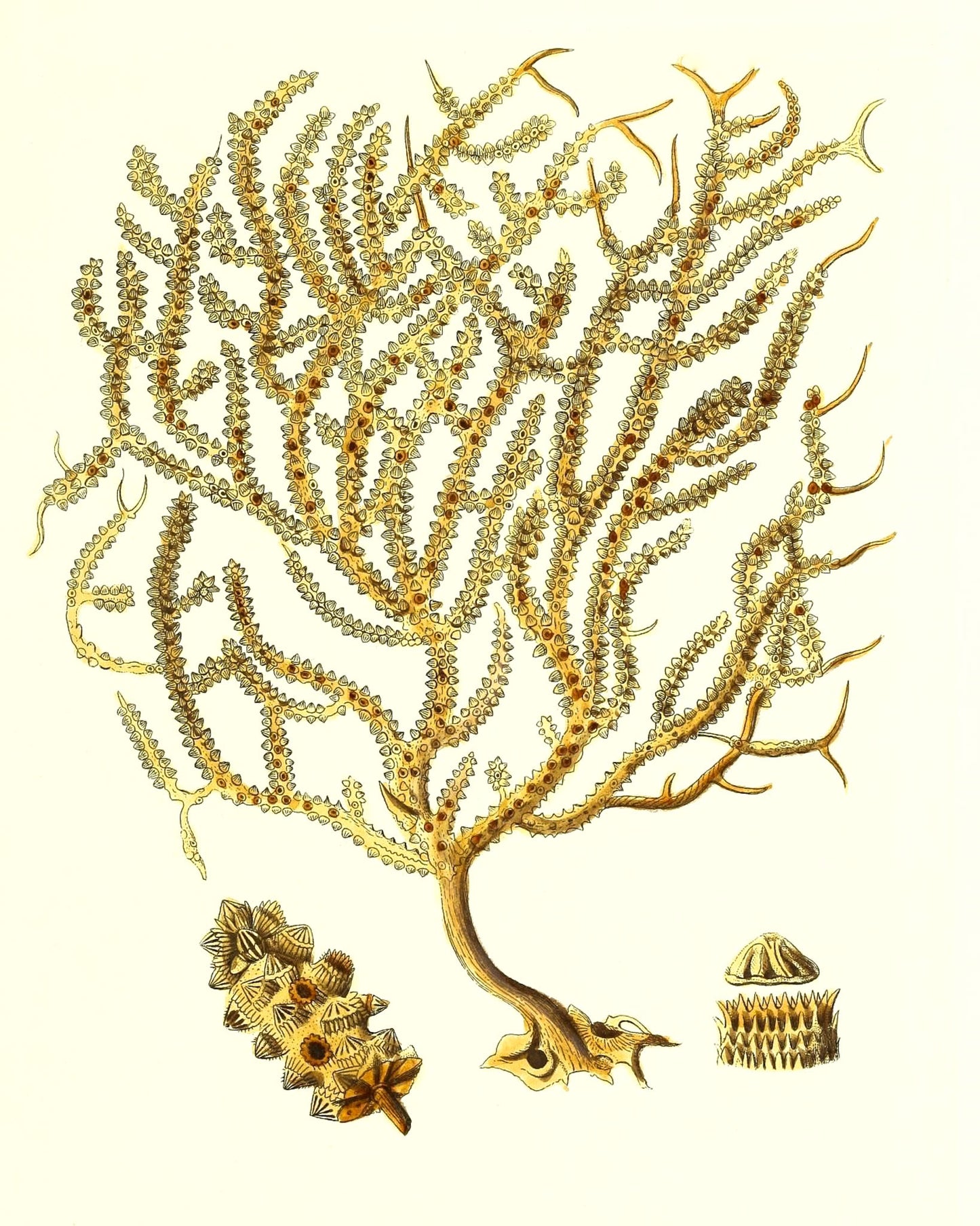 Gorgonia placomus
