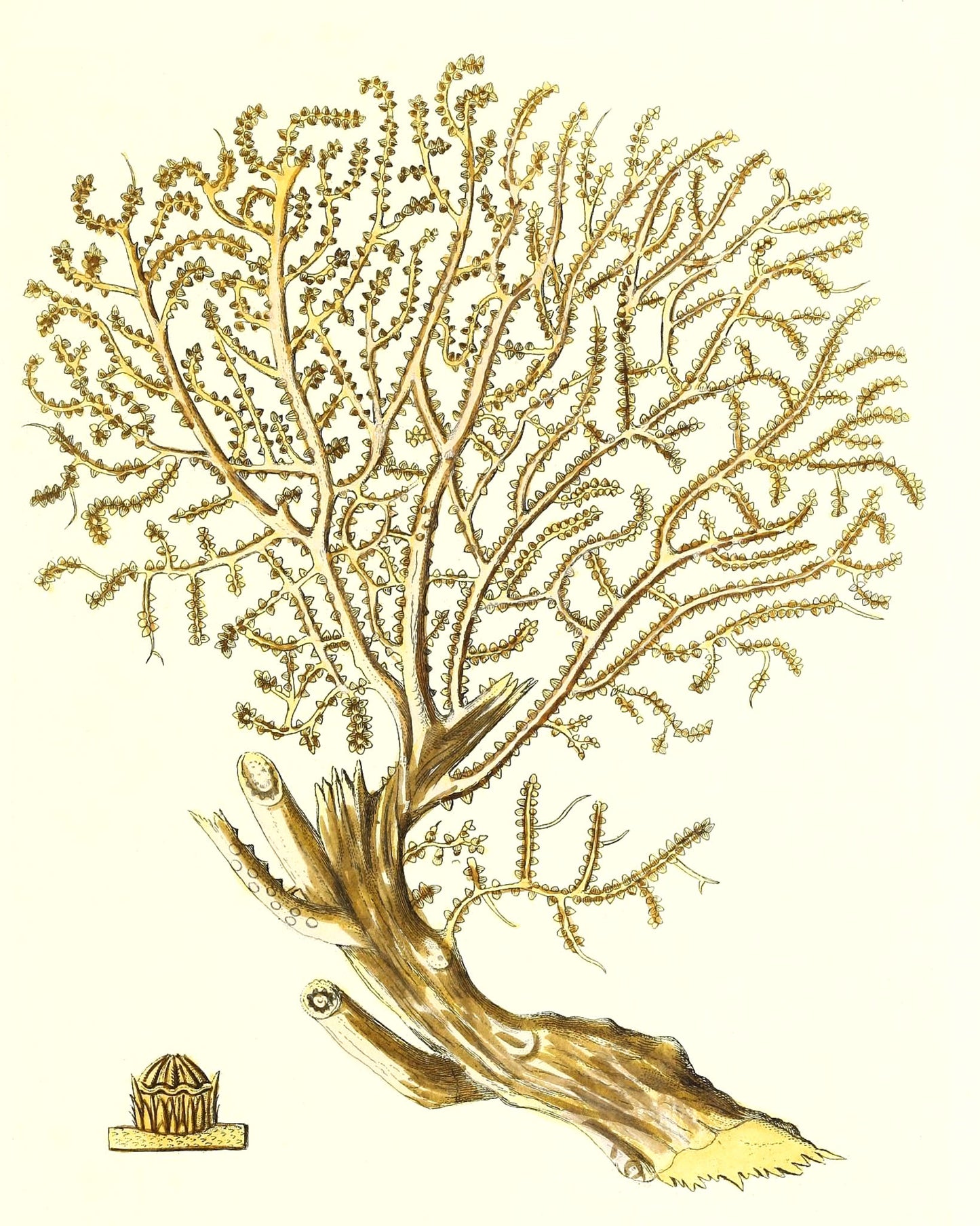 Gorgonia placomus 2
