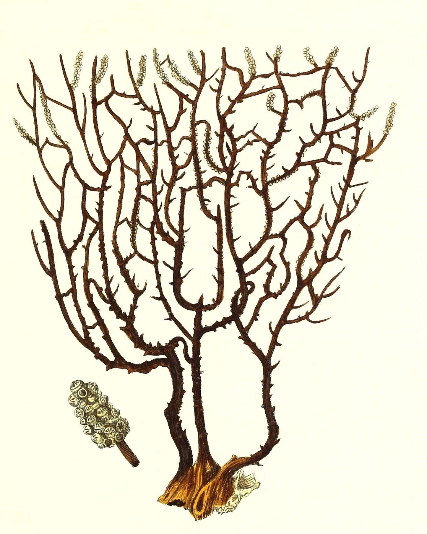 Gorgonia placomus 3