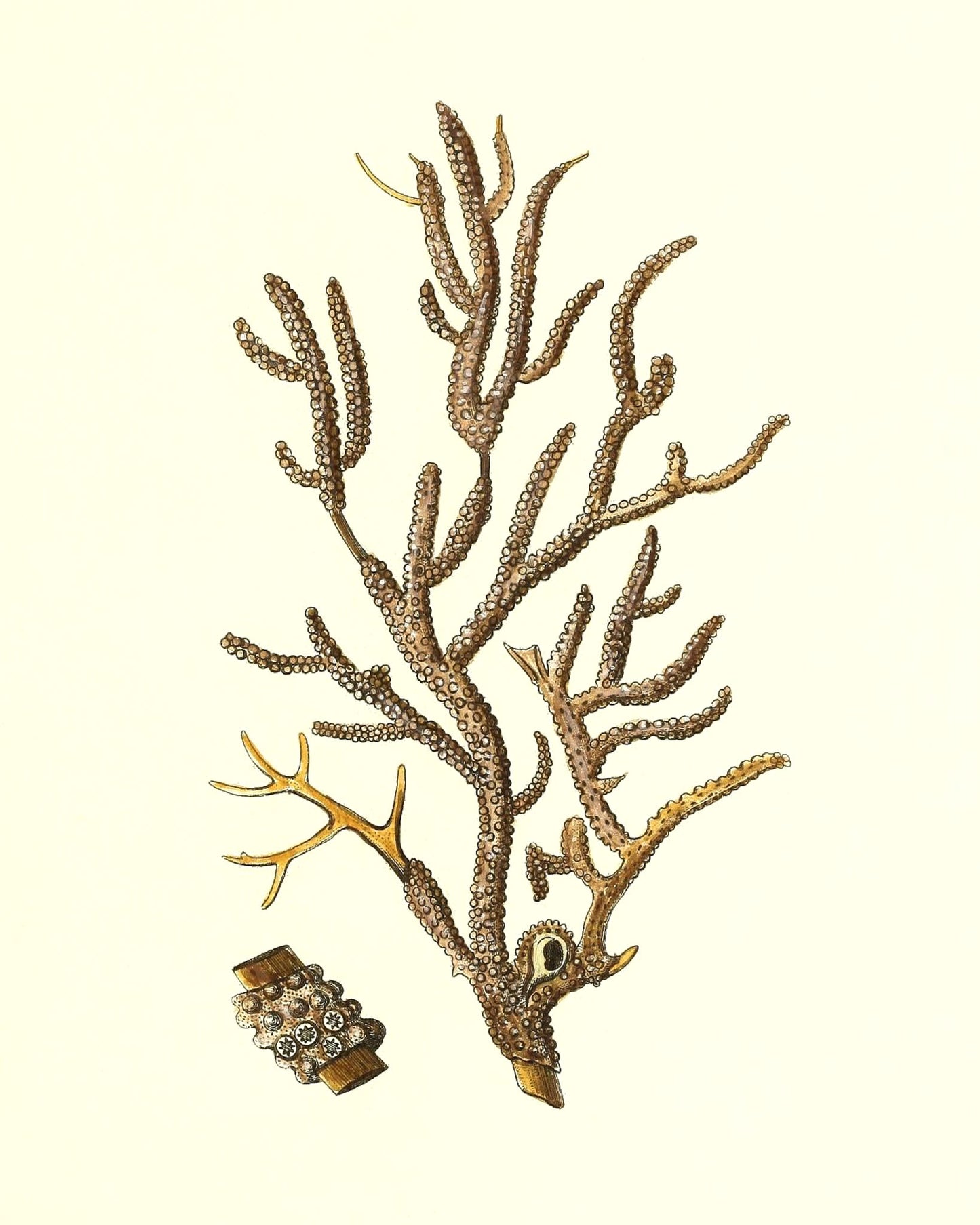 Gorgonia placomus 4