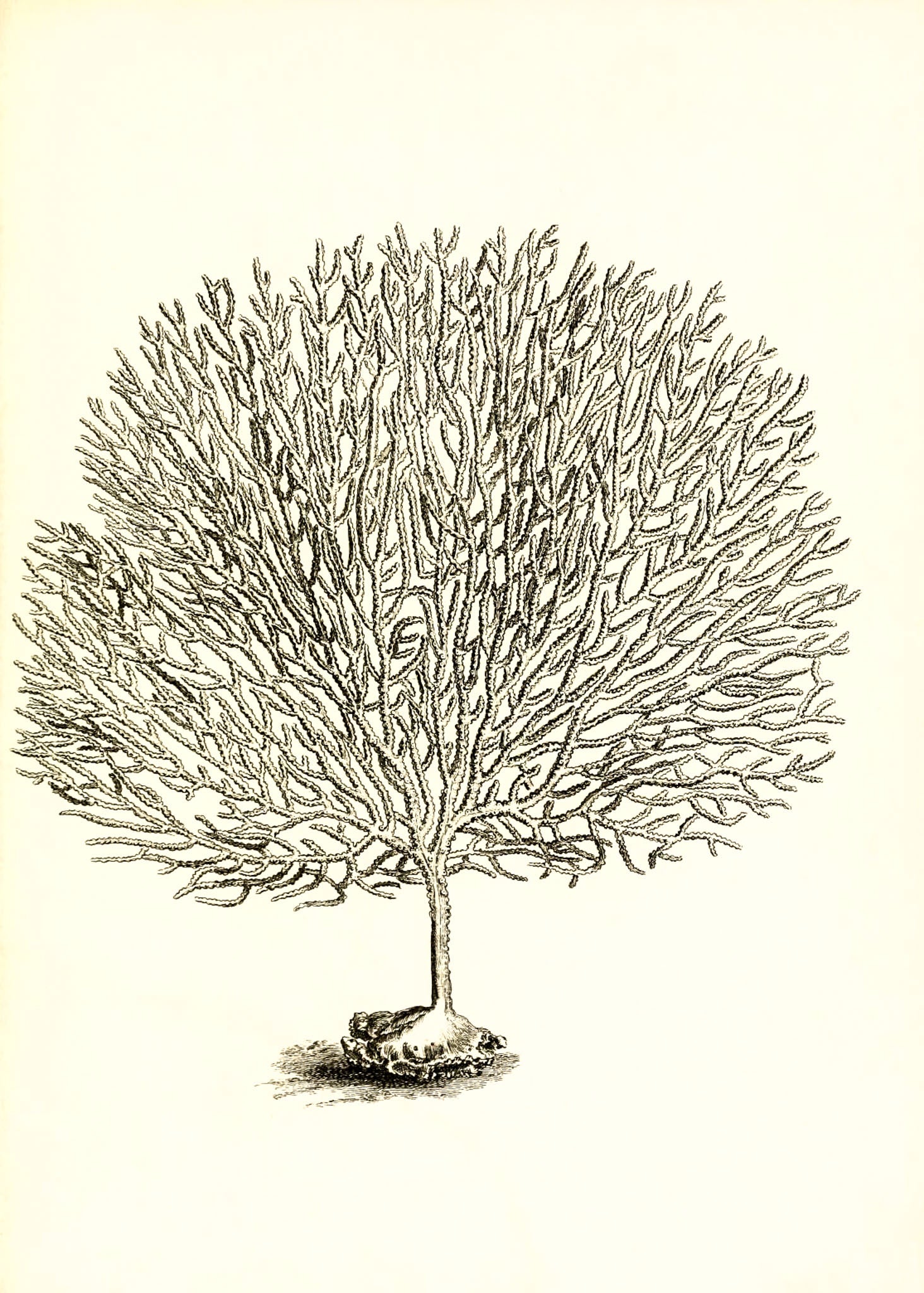 Gorgonia umbraculum