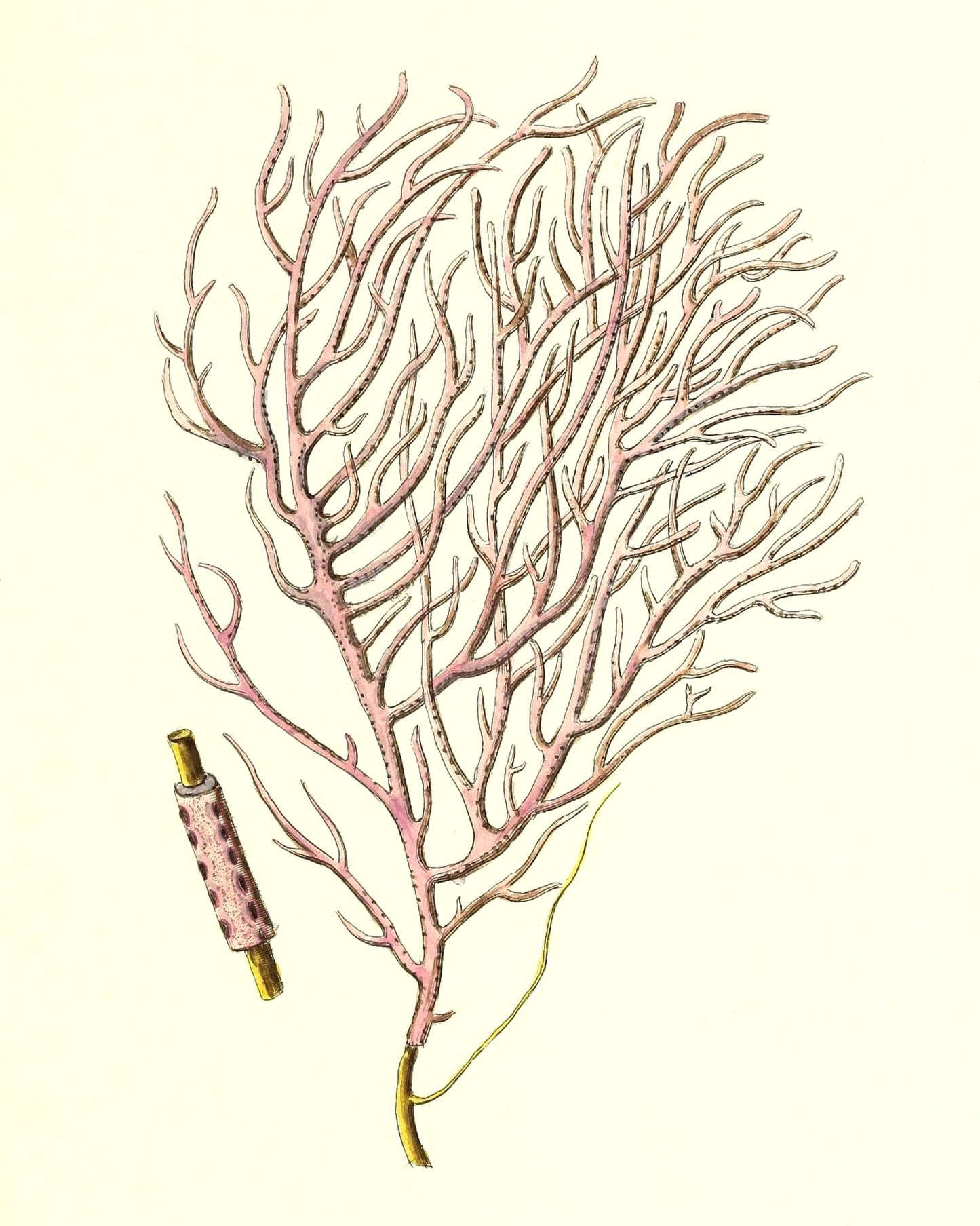 Gorgonia violacea