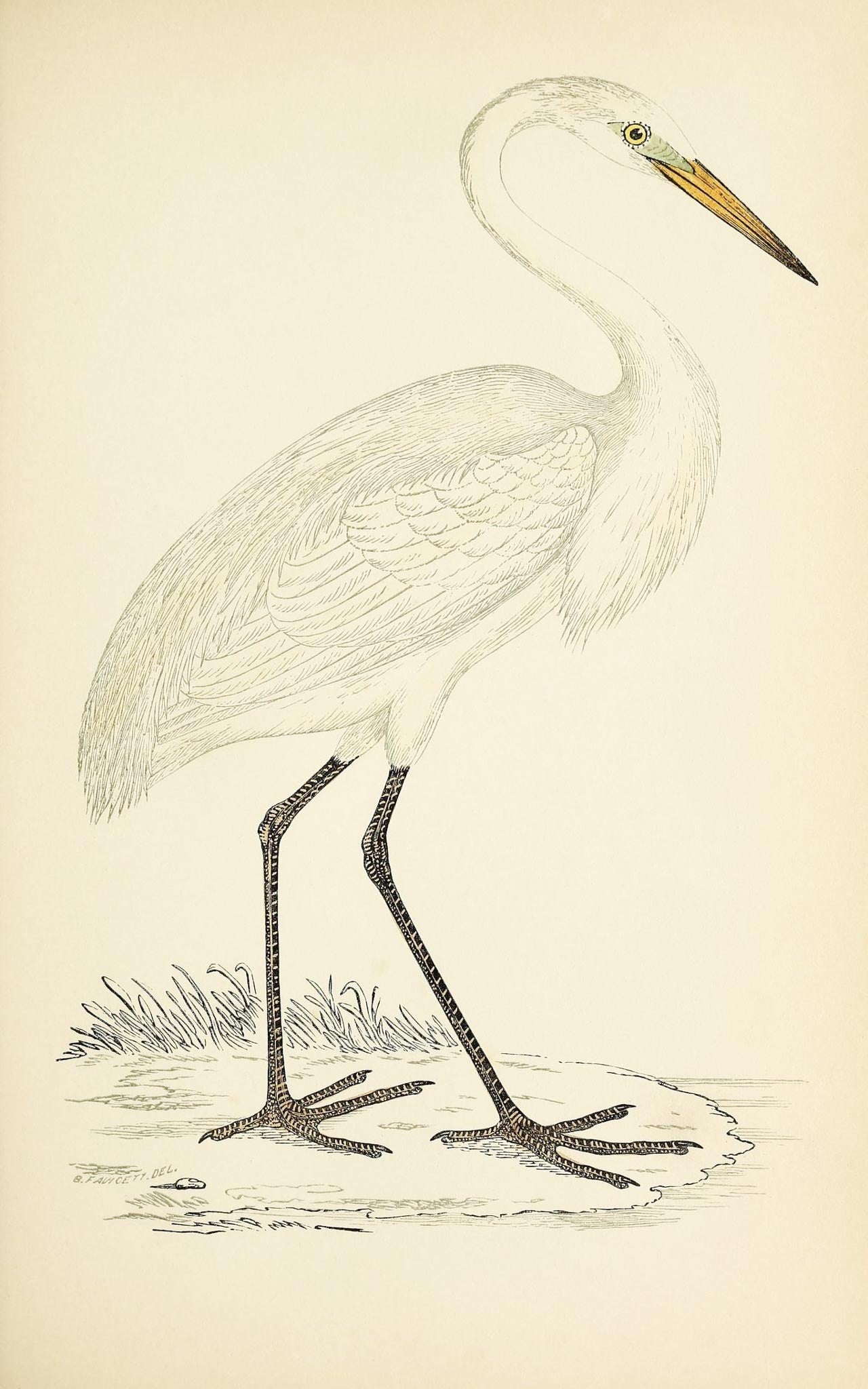 Great White Heron