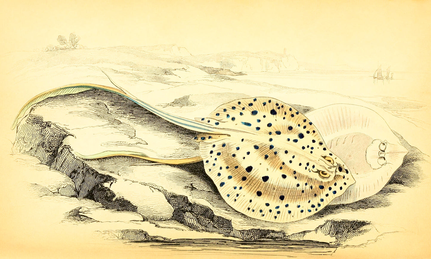 Halgan's Spine-Tailed Ray