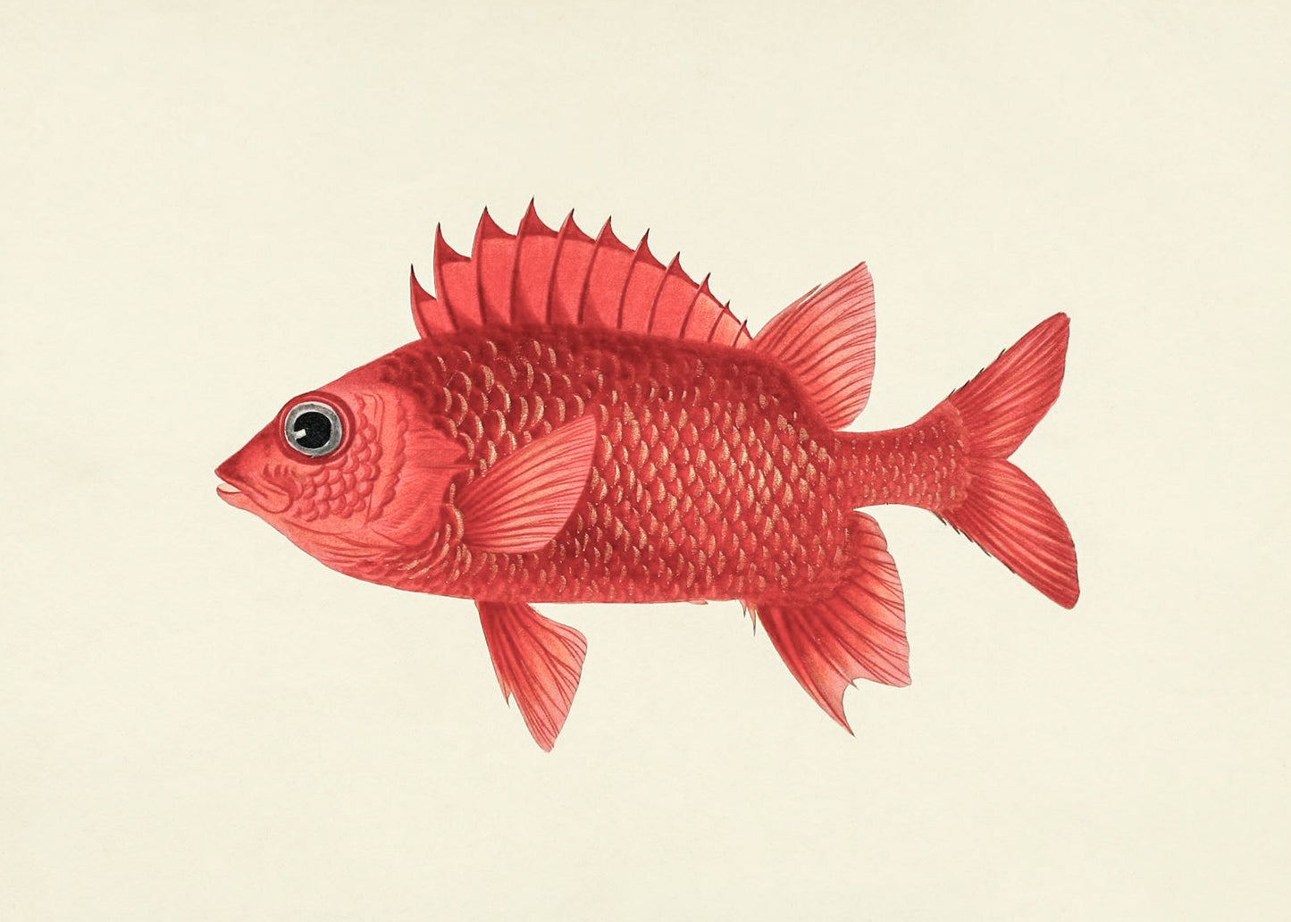 Holocentrus Ruber
