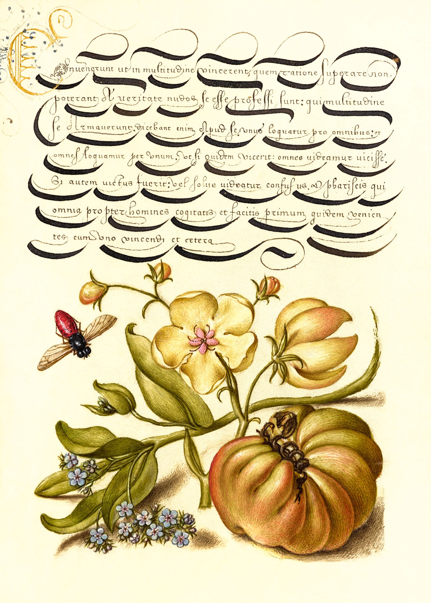 Insect, Moth Mullein, Forget-Me-Not, and Tomato