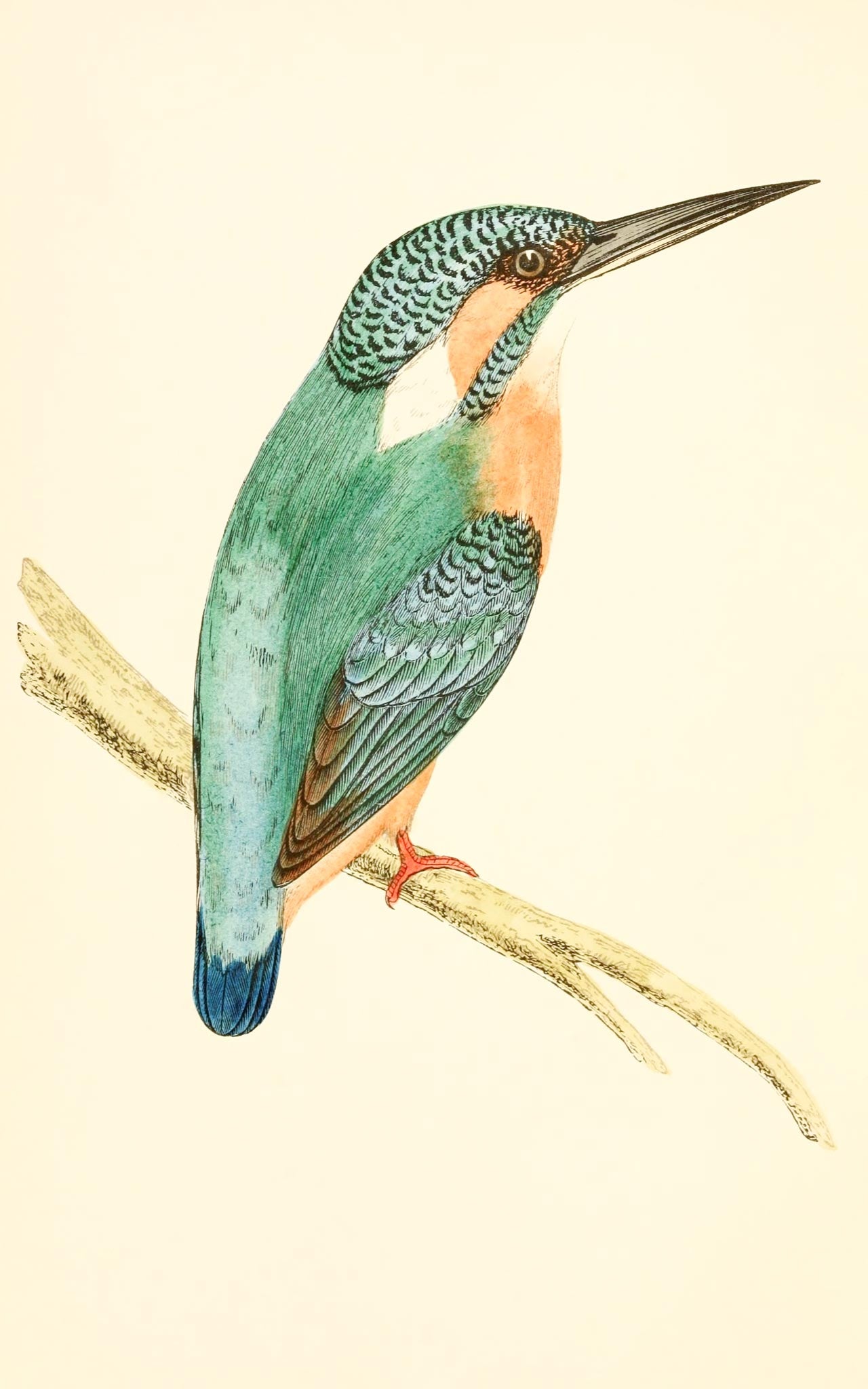 Kingfisher