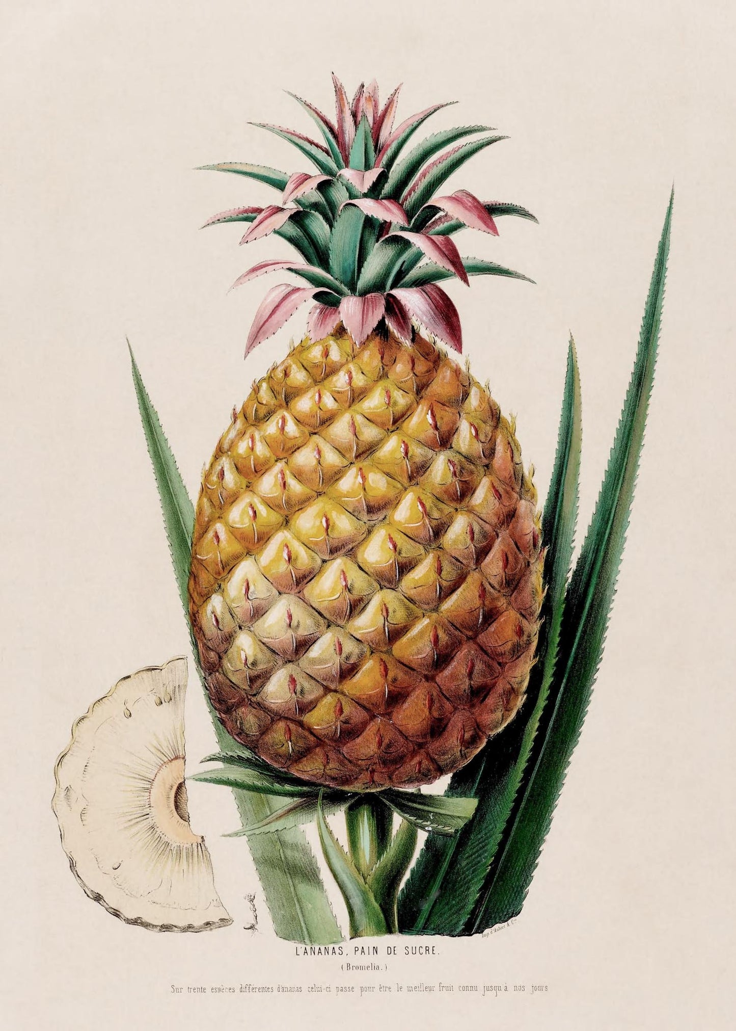 L'Ananas, Pain de Sucre (Bromelia)