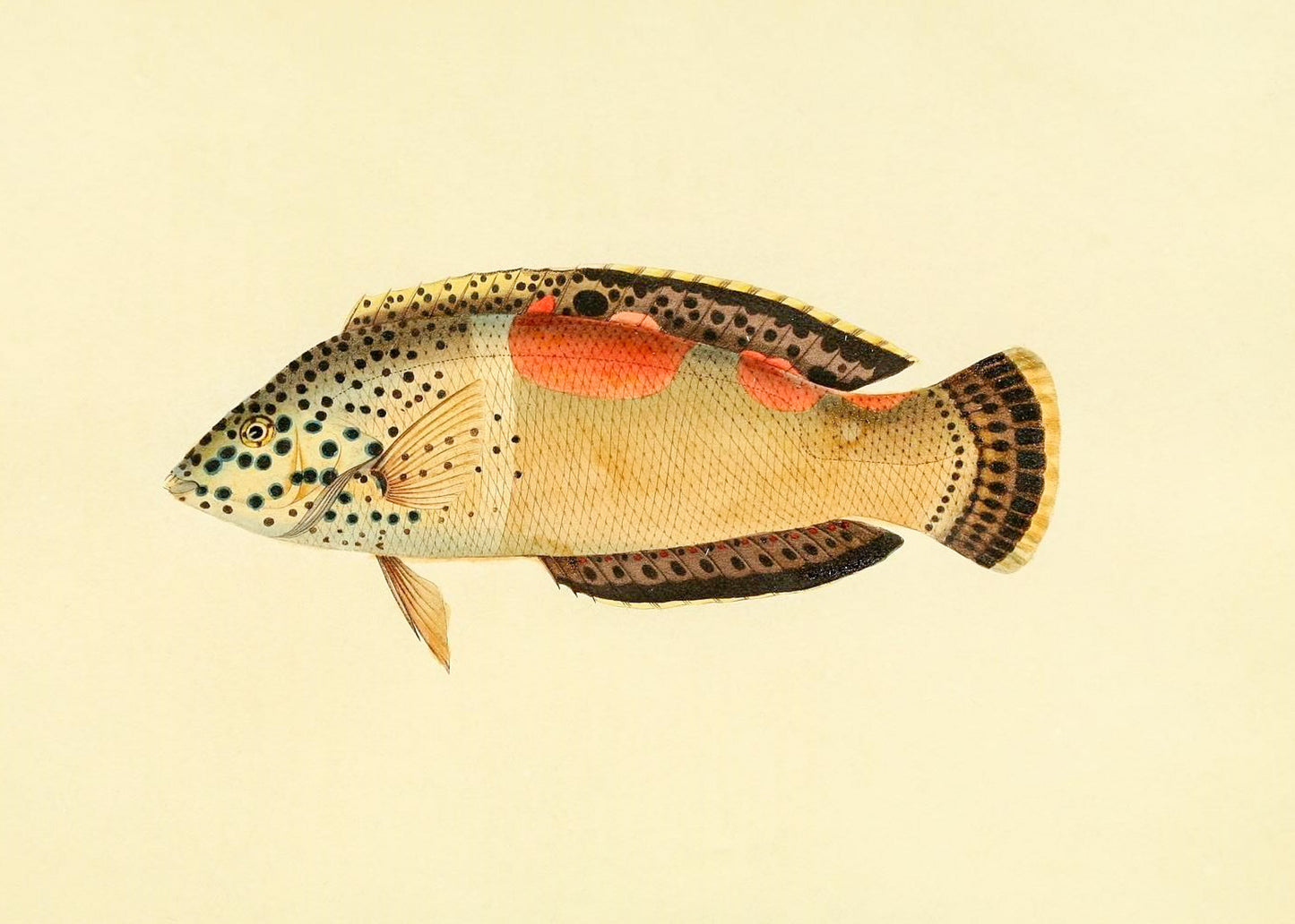 Labrus Aureo-Maculatus