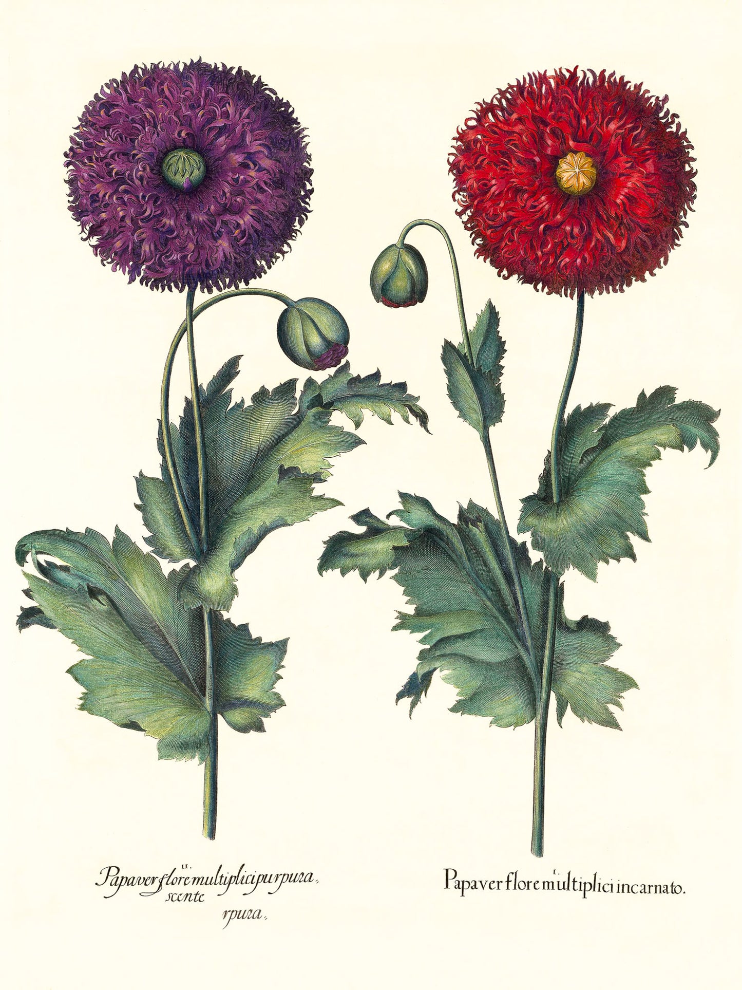 Lacy double-flowered garden poppies