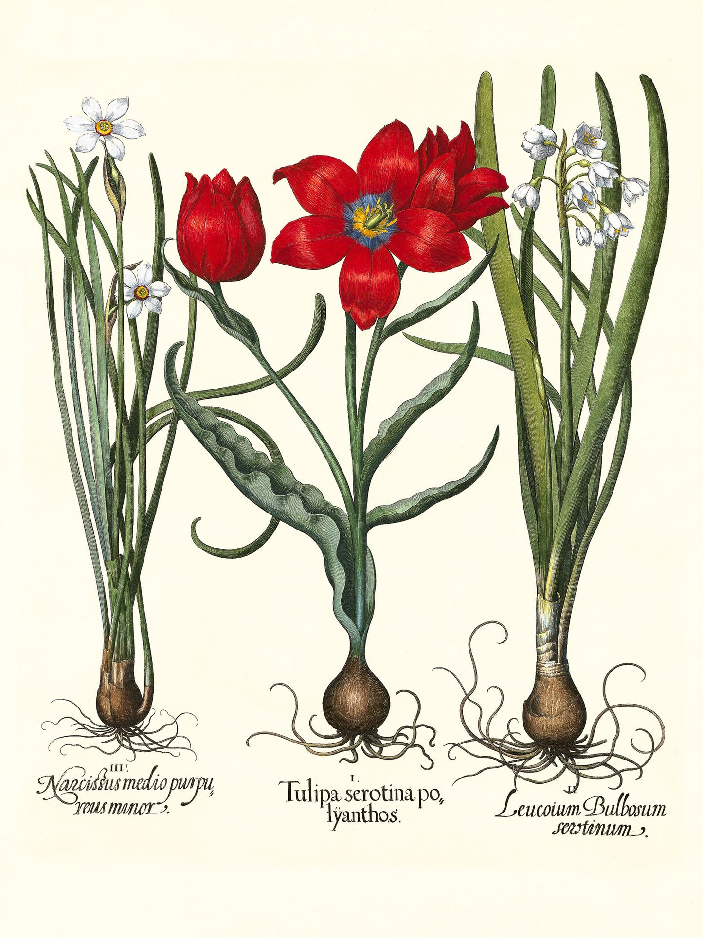 Late multiflorous red tulip, Summer snowflake, et al