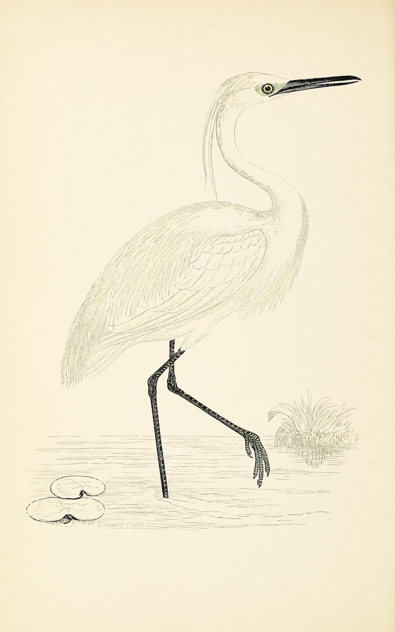 Little Egret
