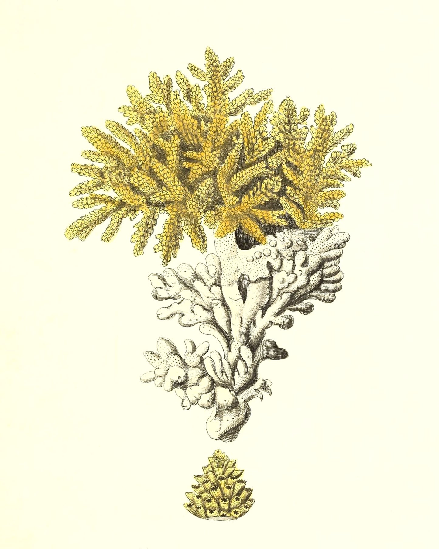 Madrepora muricata 2
