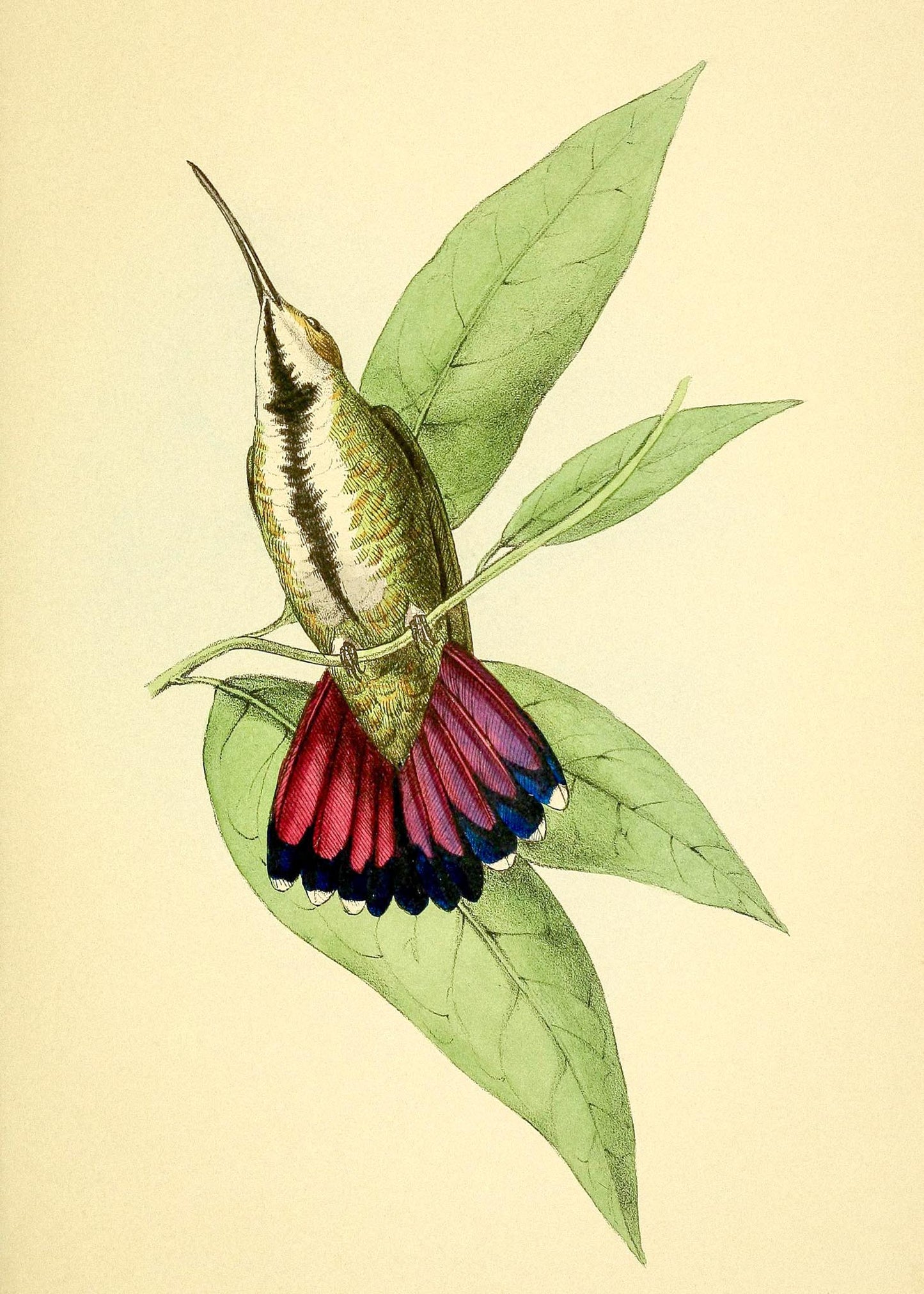Mango Hummingbird Female