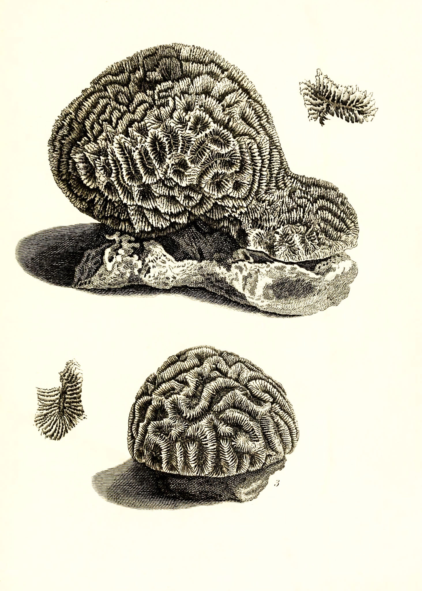 Meandrina daedalea; Meandrina labyrinthica