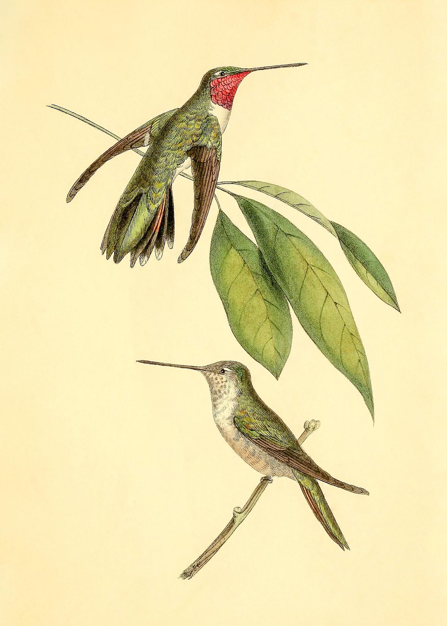 Mexican Amethyst Hummingbird