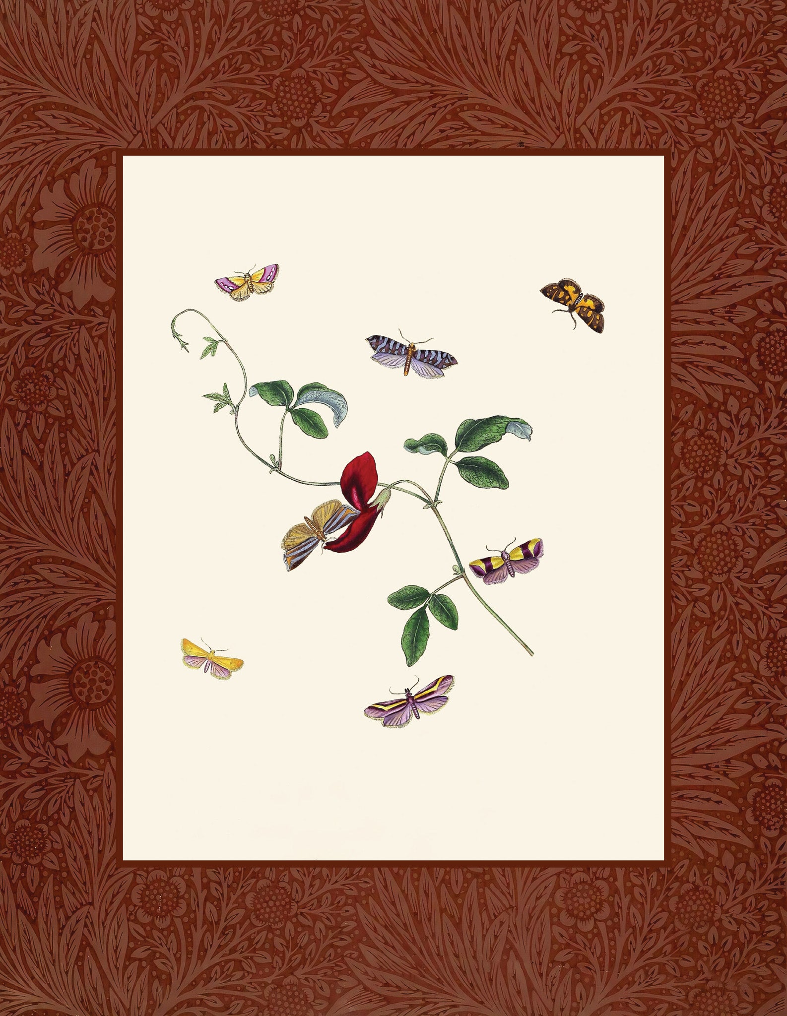 Moths 2