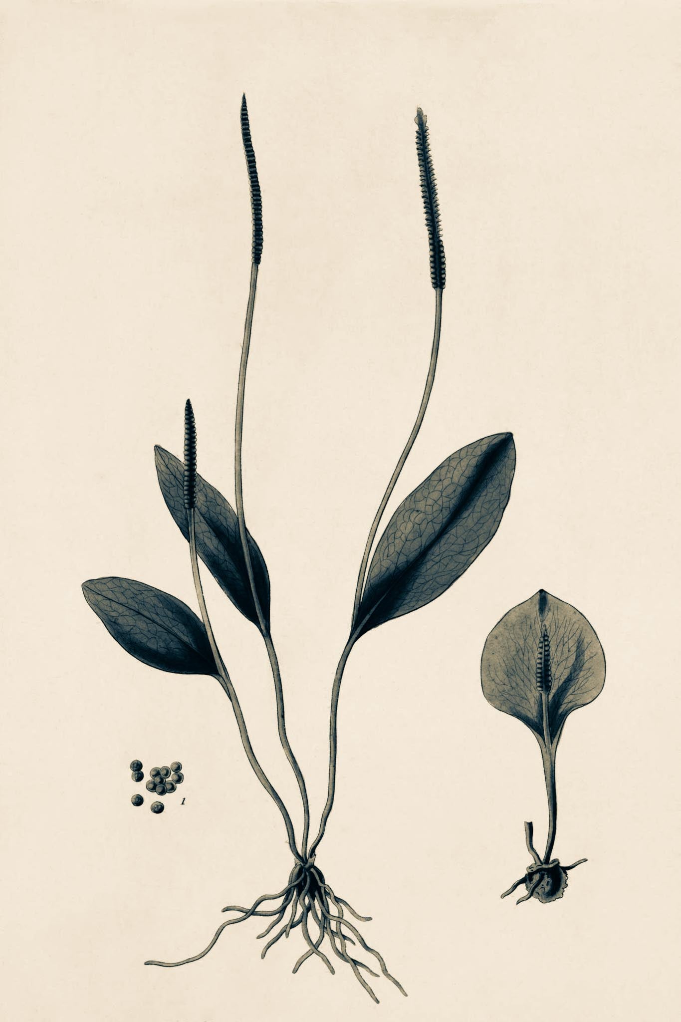 Ophioglossum Ellipticum