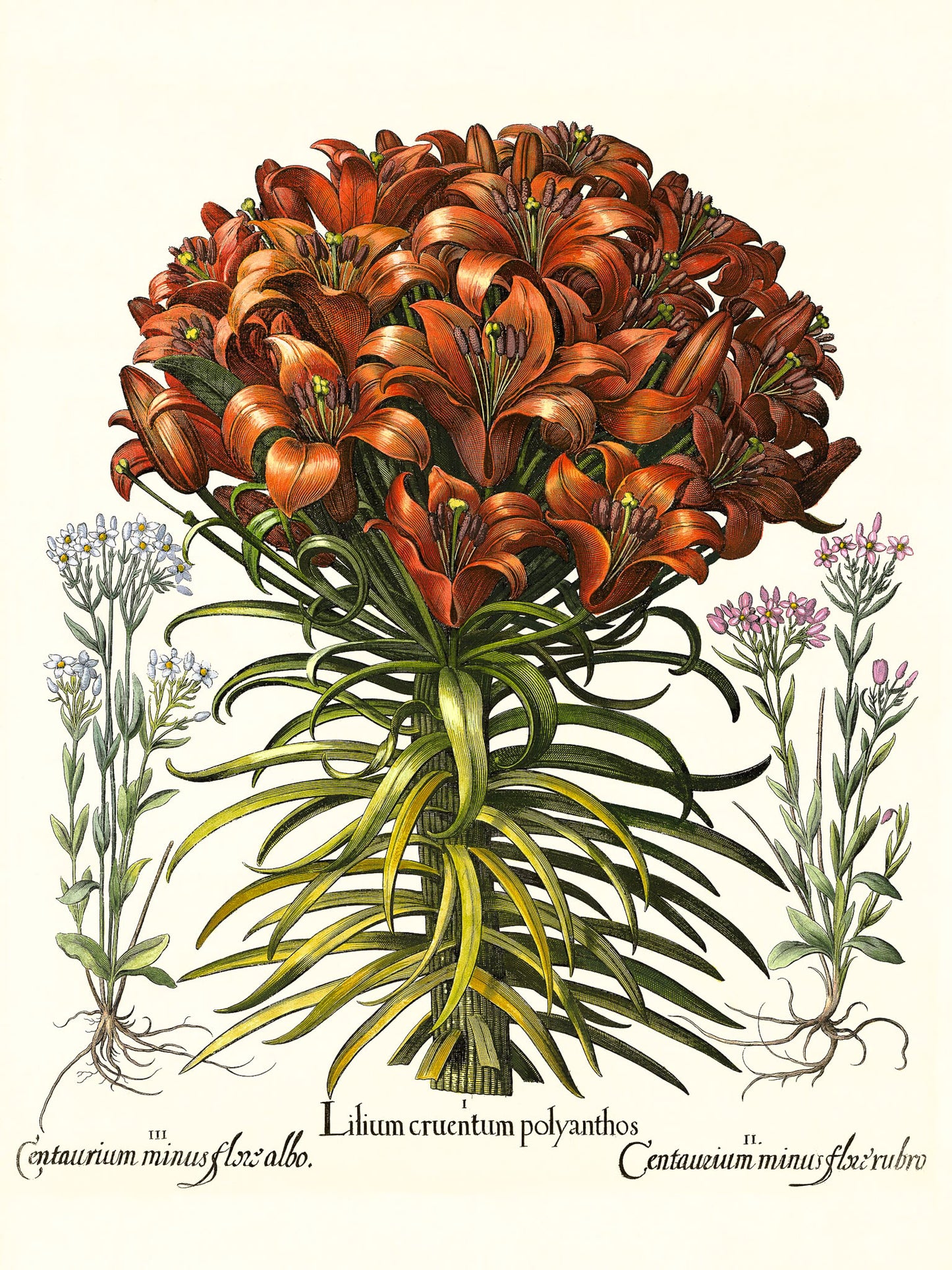 Orange lily, Pink lesser centaury, White centaury