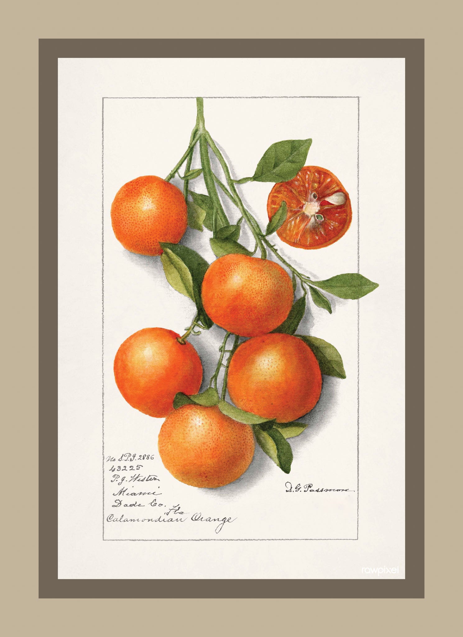 Oranges Calamondrian