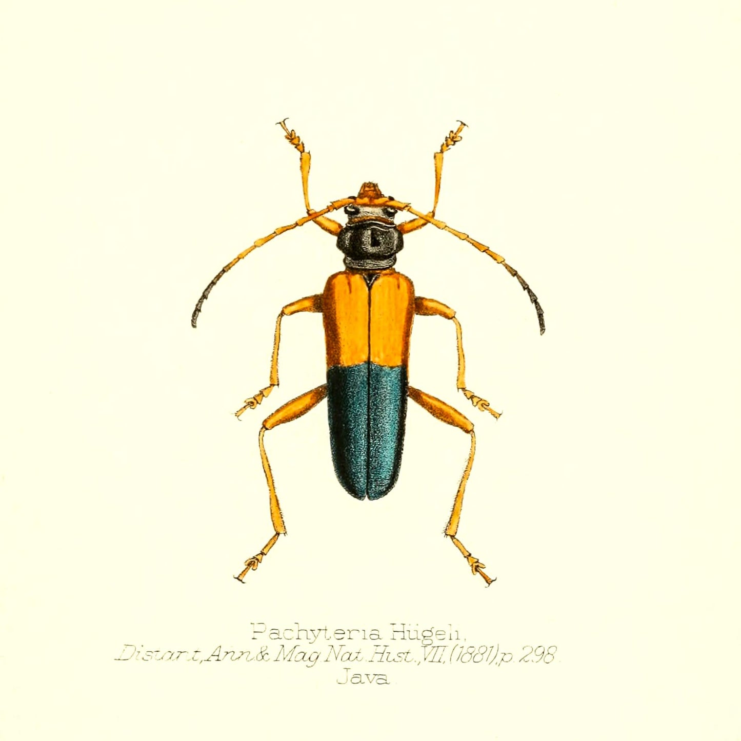 Pachyteria Hugeli