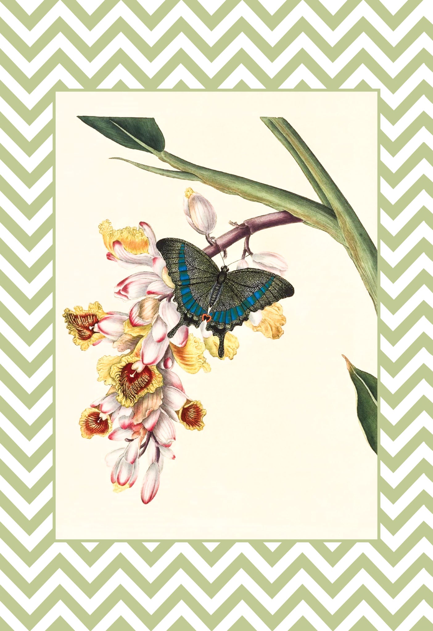 Papilio Crino
