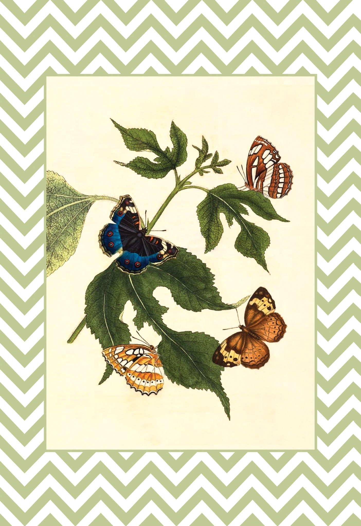 Papilio Erymanthis and Papilio Orythia