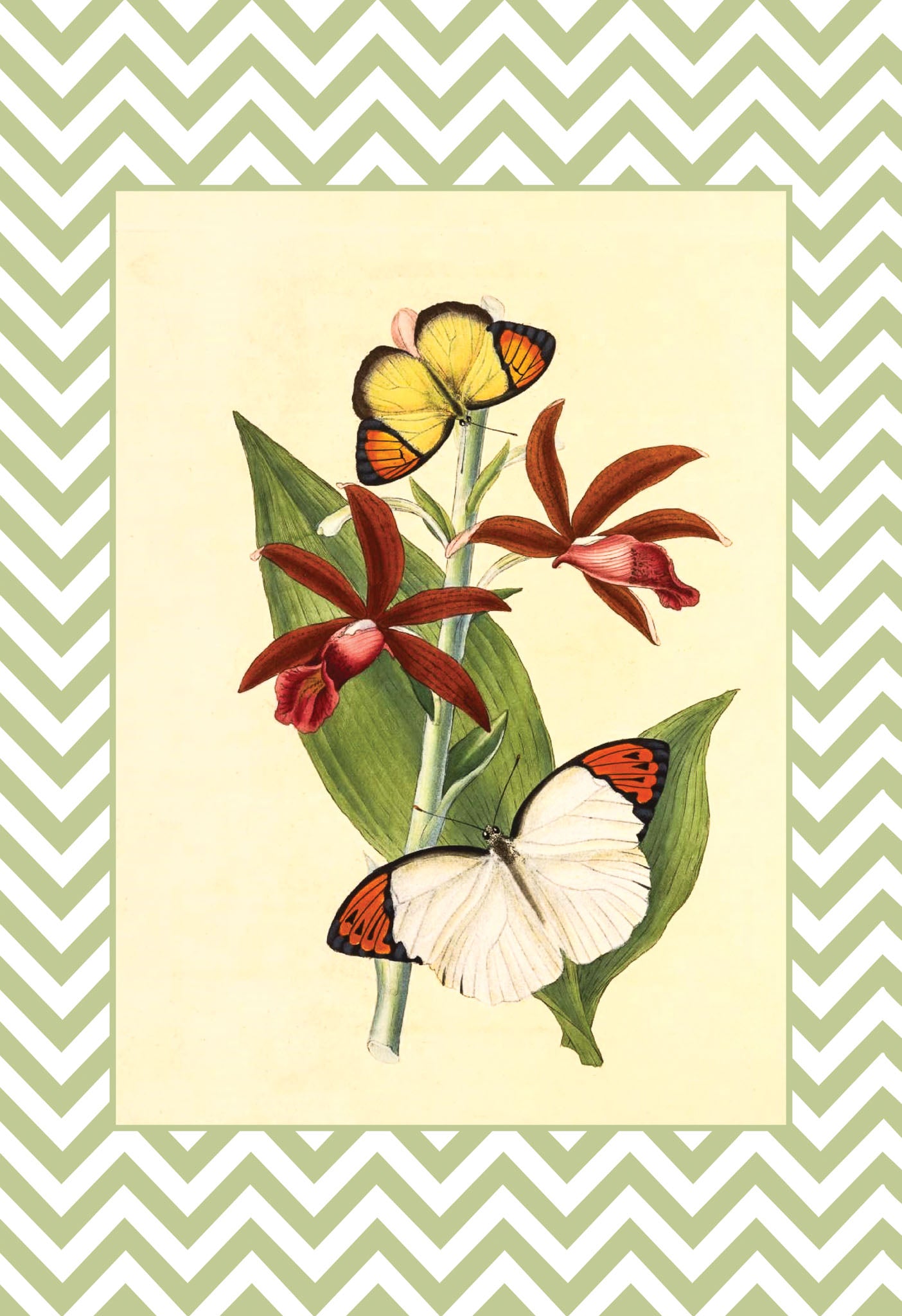 Papilio Glaucippe and Papilio Sesia