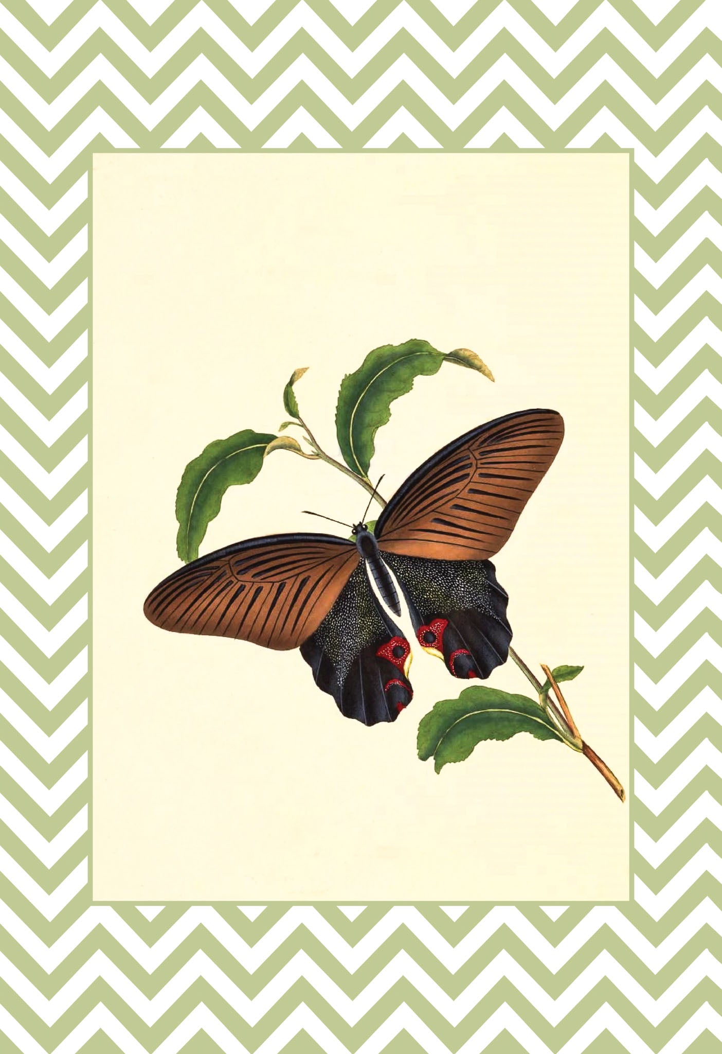 Papilio Laomedon