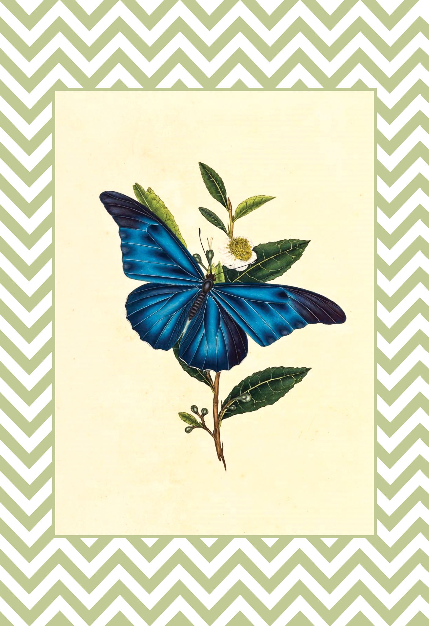 Papilio Menelaus
