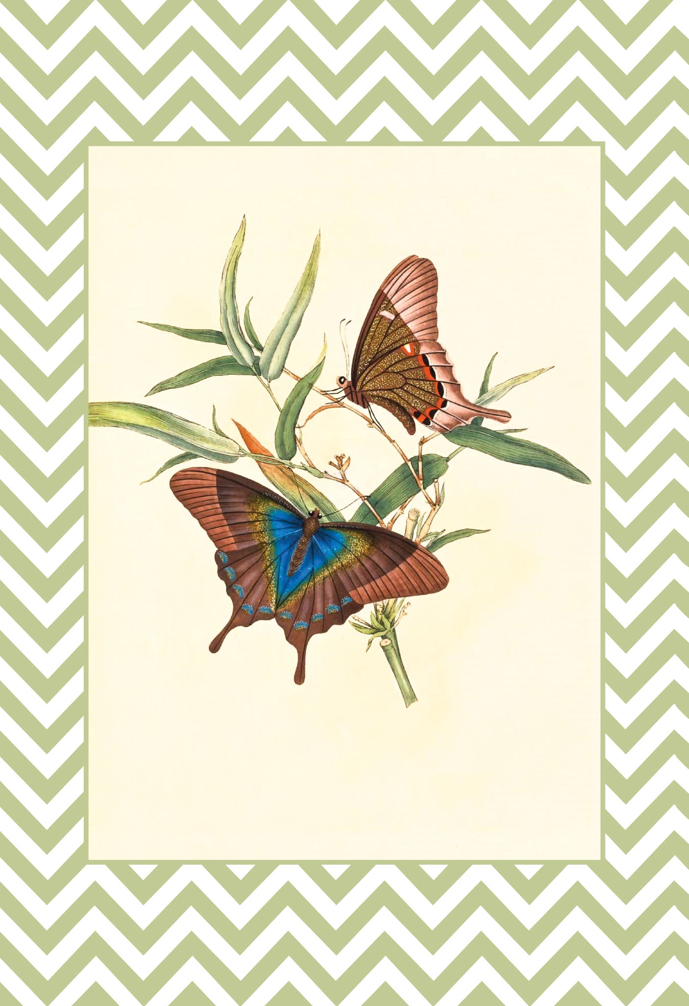 Papilio Peranthus