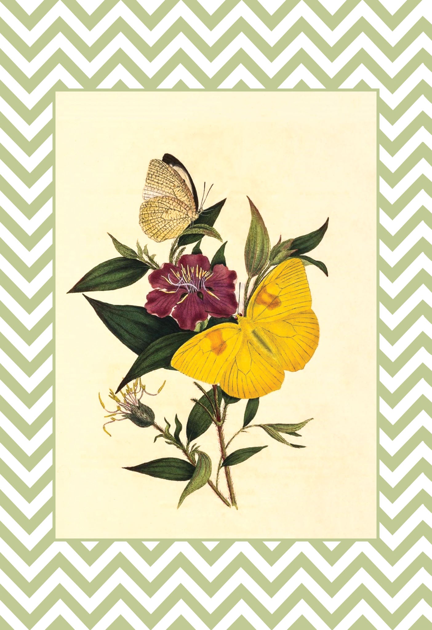 Papilio Pyranthe and Papilio Philea