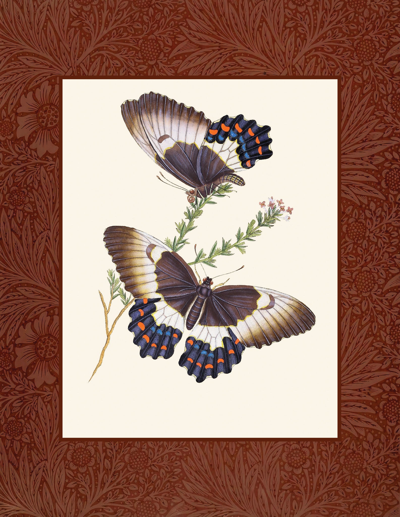 Papilio aegeus