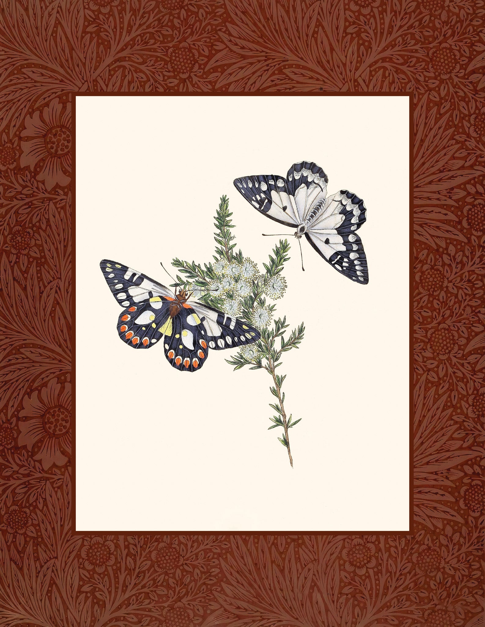 Papilio aganippe