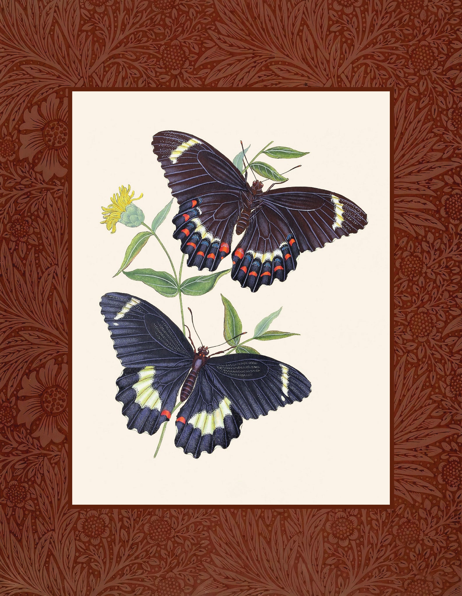 Papilio erechtheus