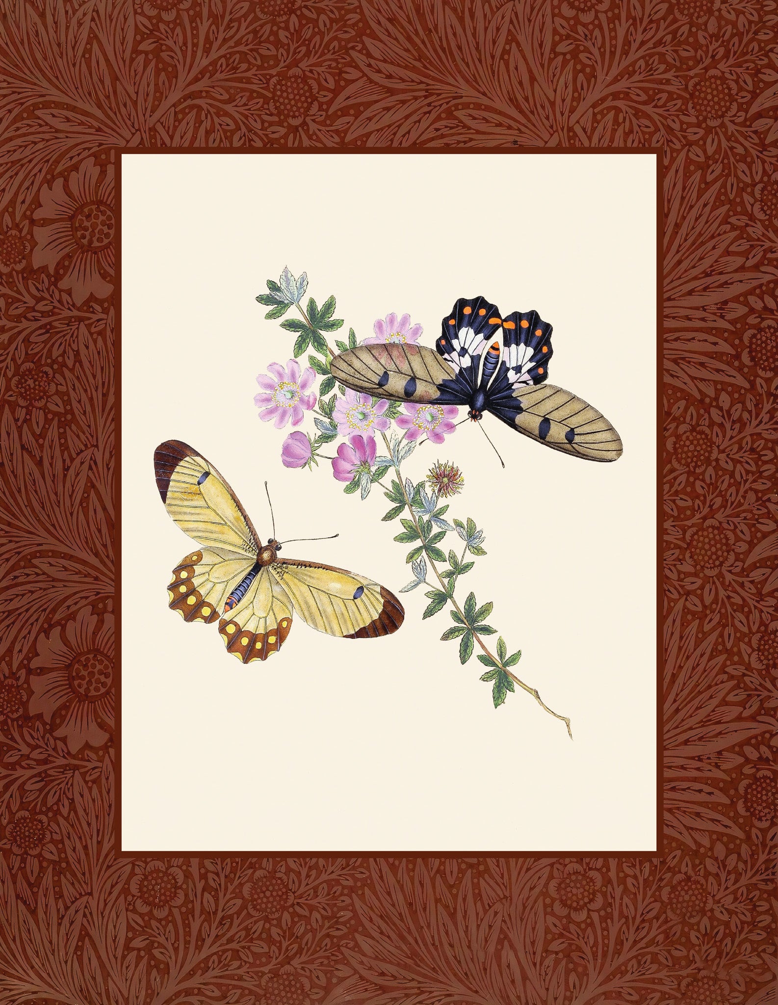 Papilio harmonia; Papilio crefsida
