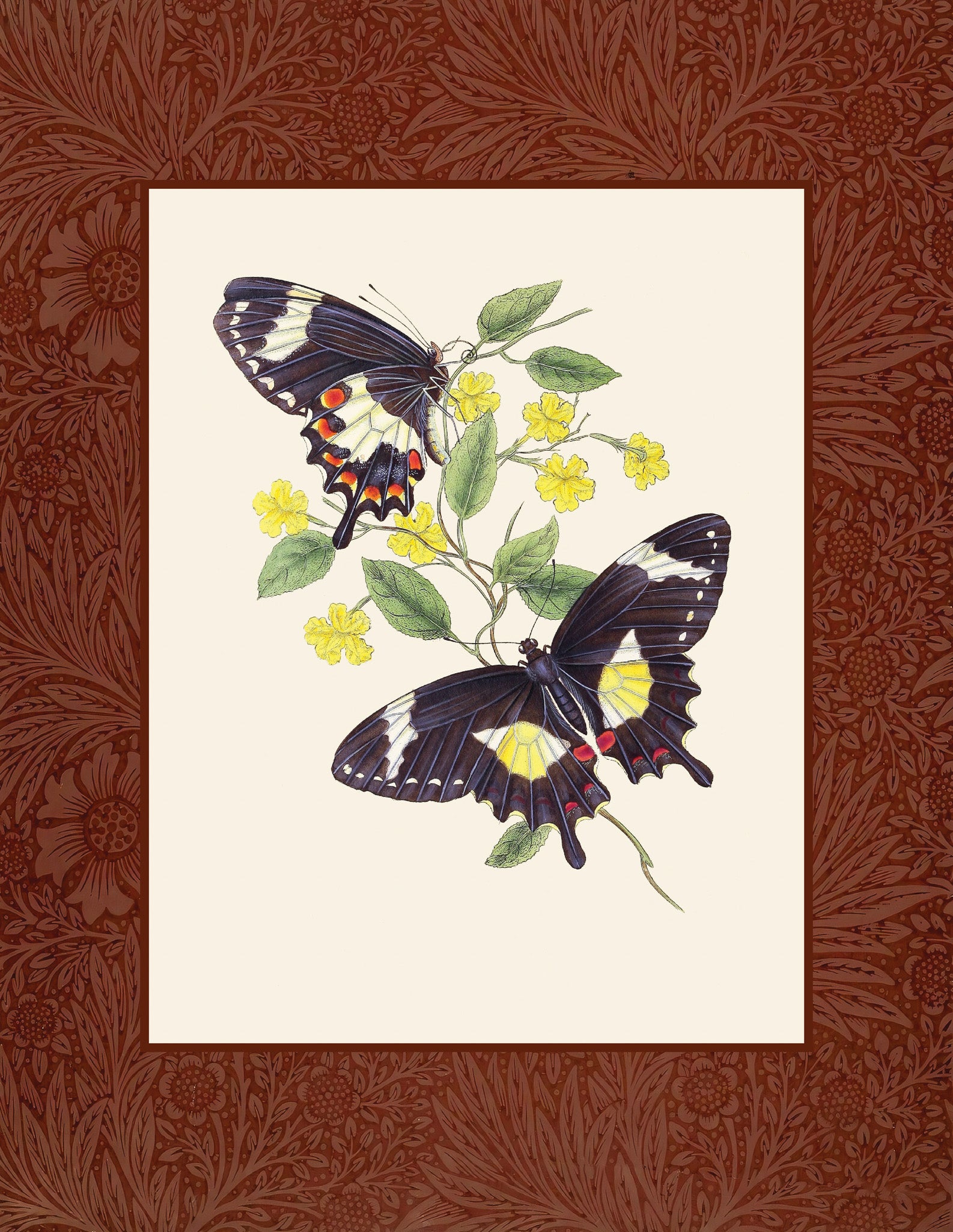 Papilio ilioneus