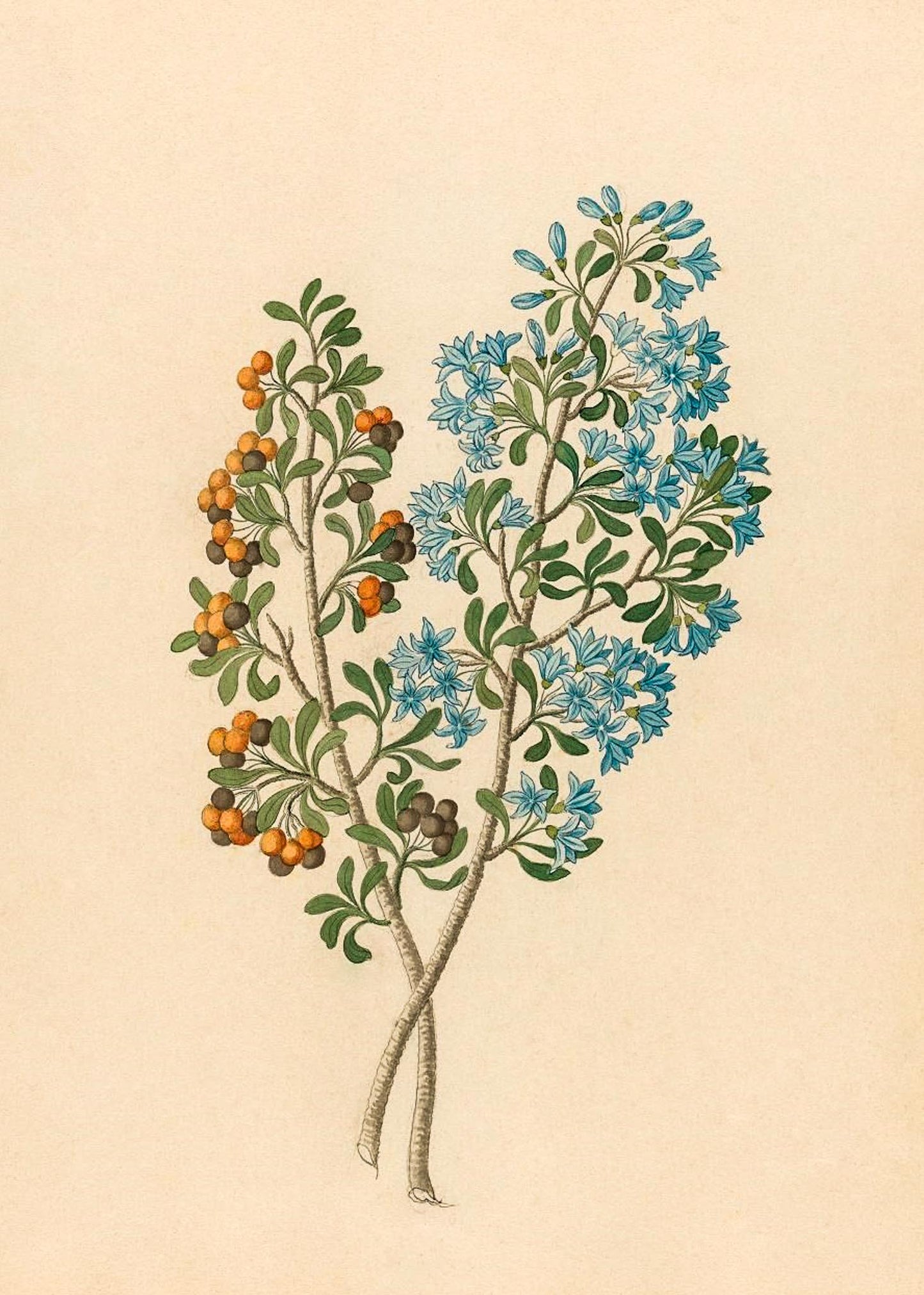 Pentand Mono. (Ehretia Rigida)