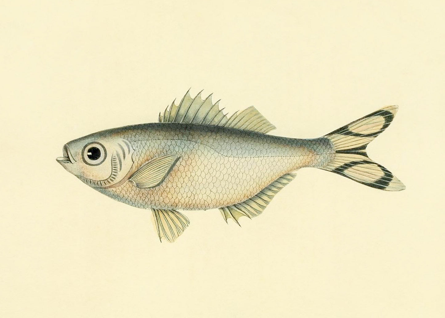 Perca Argentea