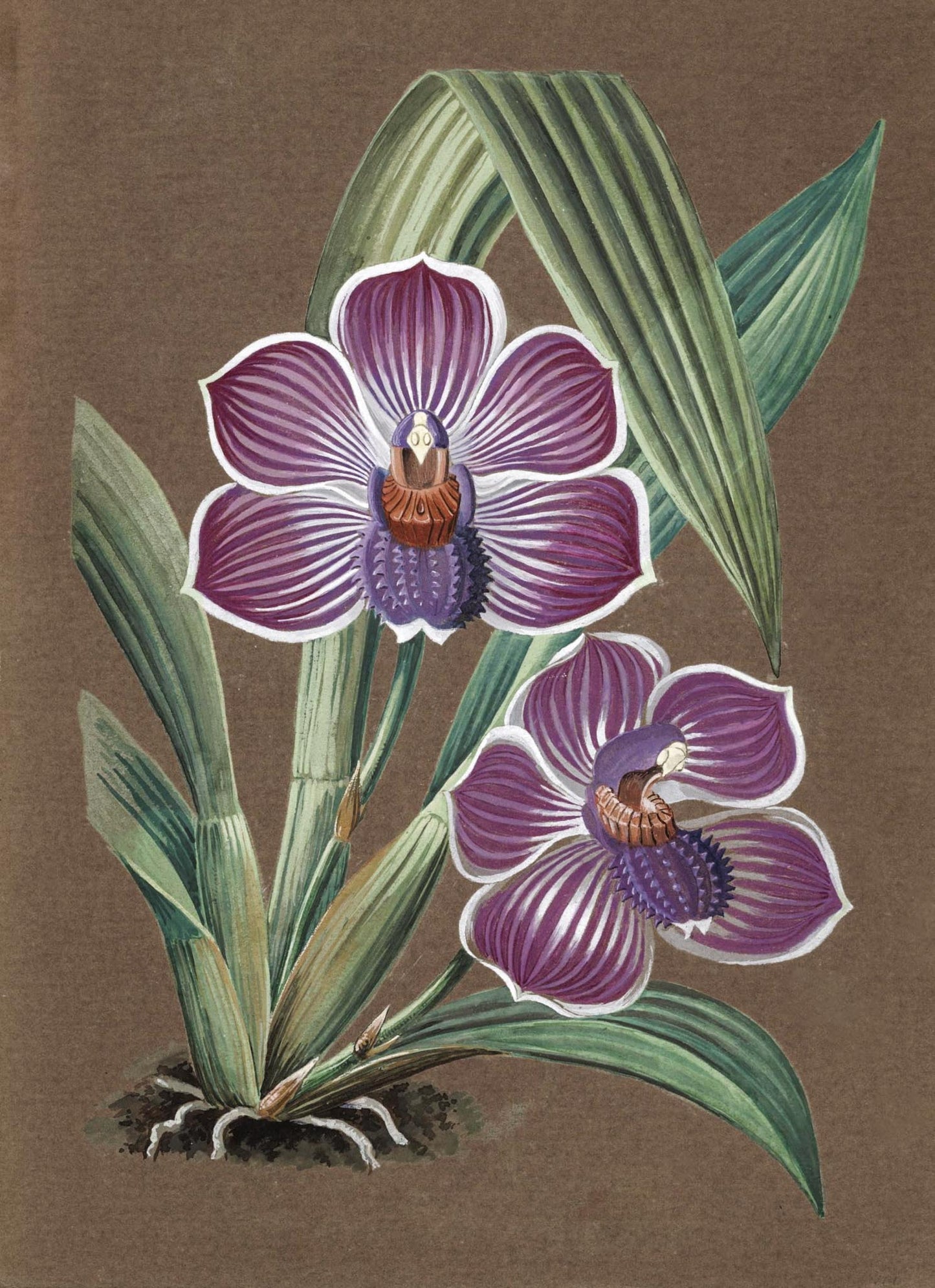 Pescatorea Lehmannii