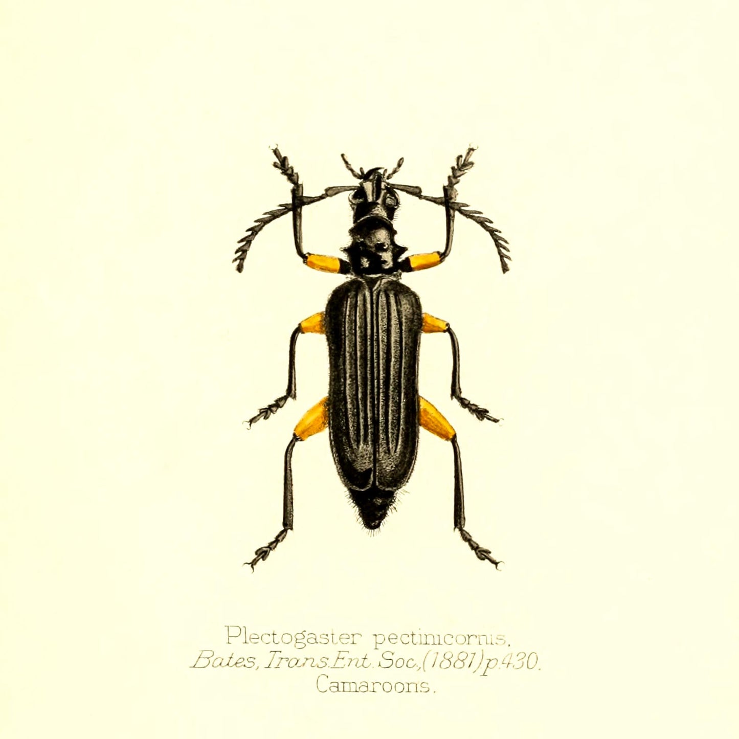 Plectogaster Pectinicornis