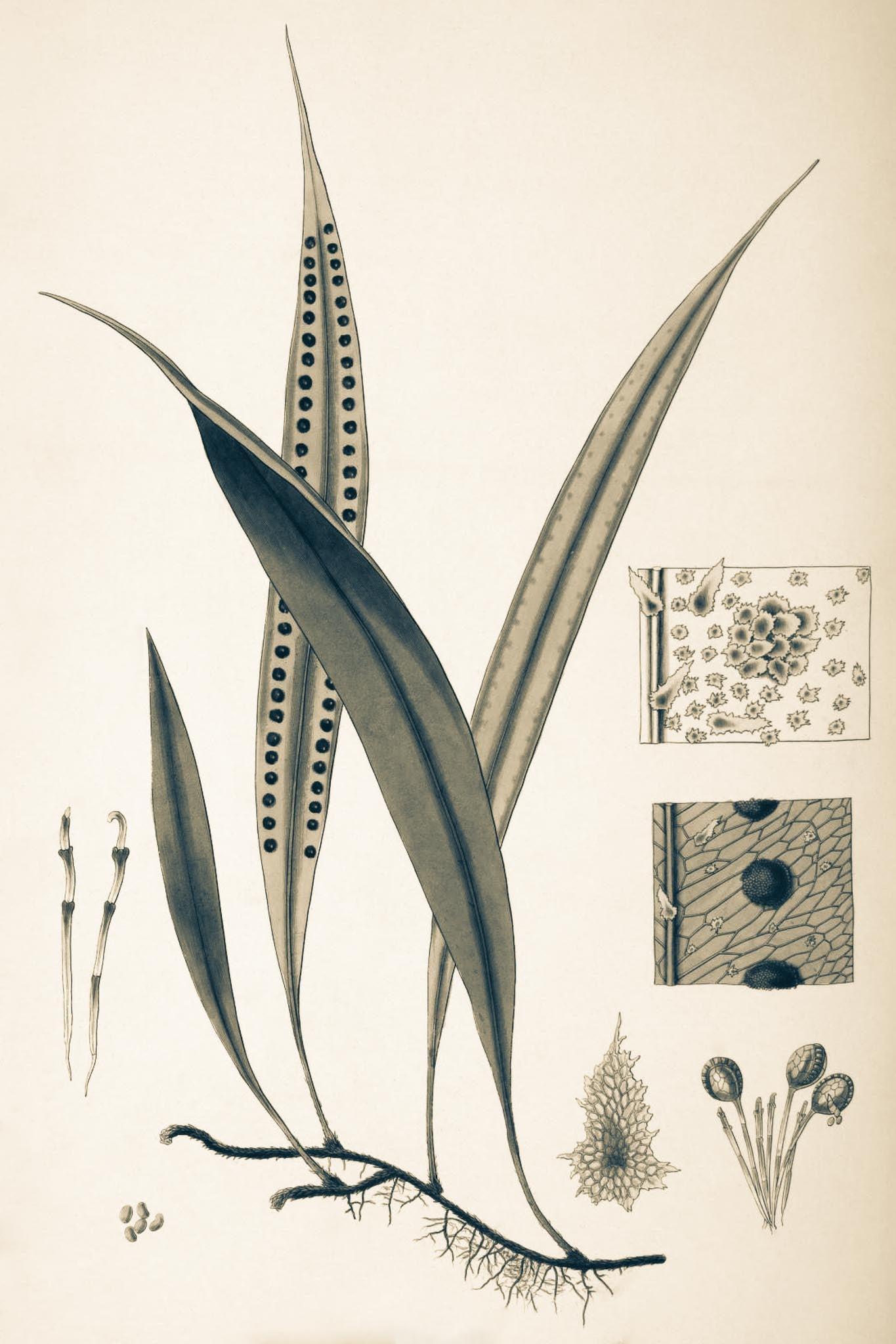Pleopeltis Percussa